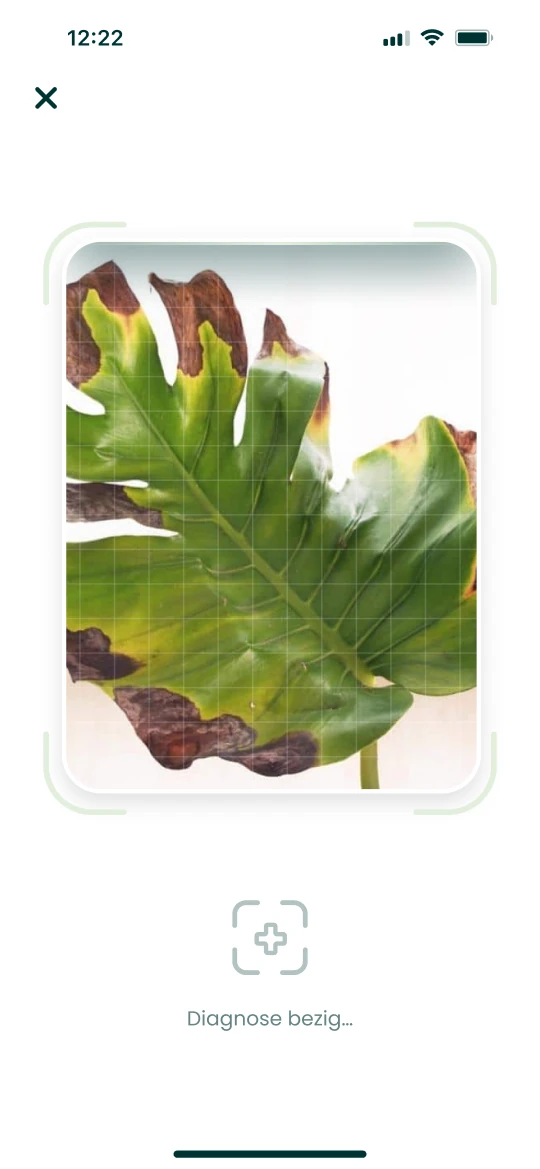 De Plantalya-app stelt een diagnose op basis van een foto van een beschadigd blad