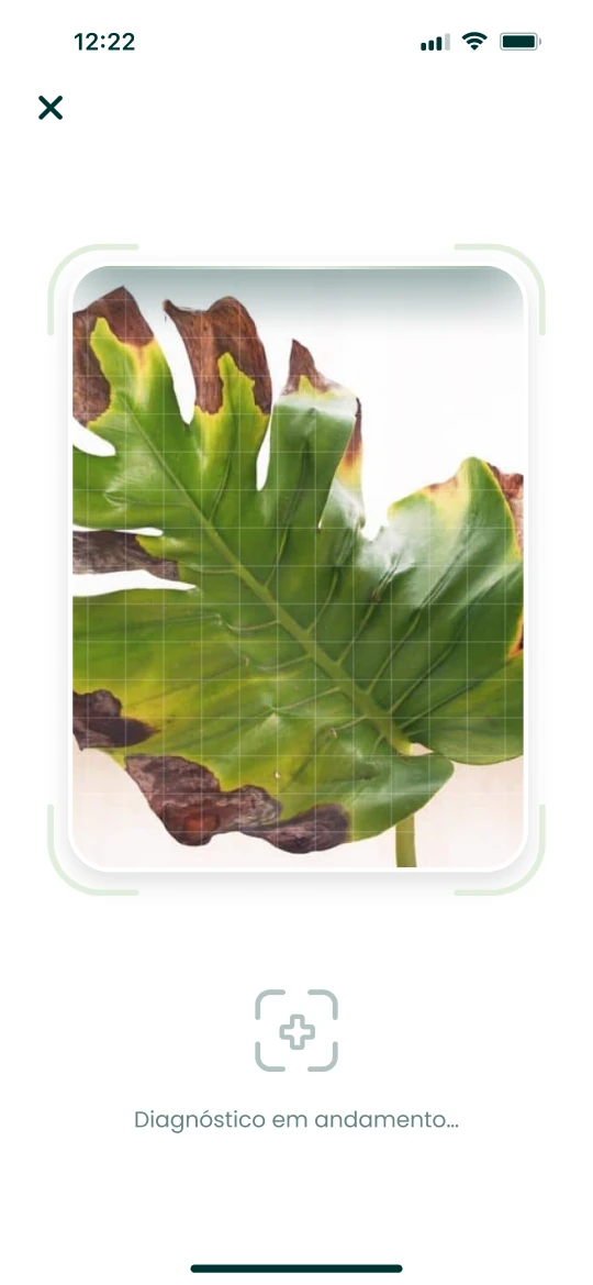 A app Plantalya faz um diagnóstico a partir da foto de uma folha danificada