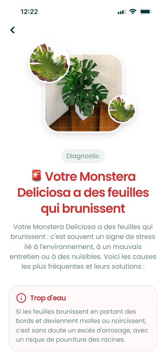 Résultat de diagnostic de l’app Plantalya pour un Monstera aux feuilles qui brunissent, avec causes et solutions