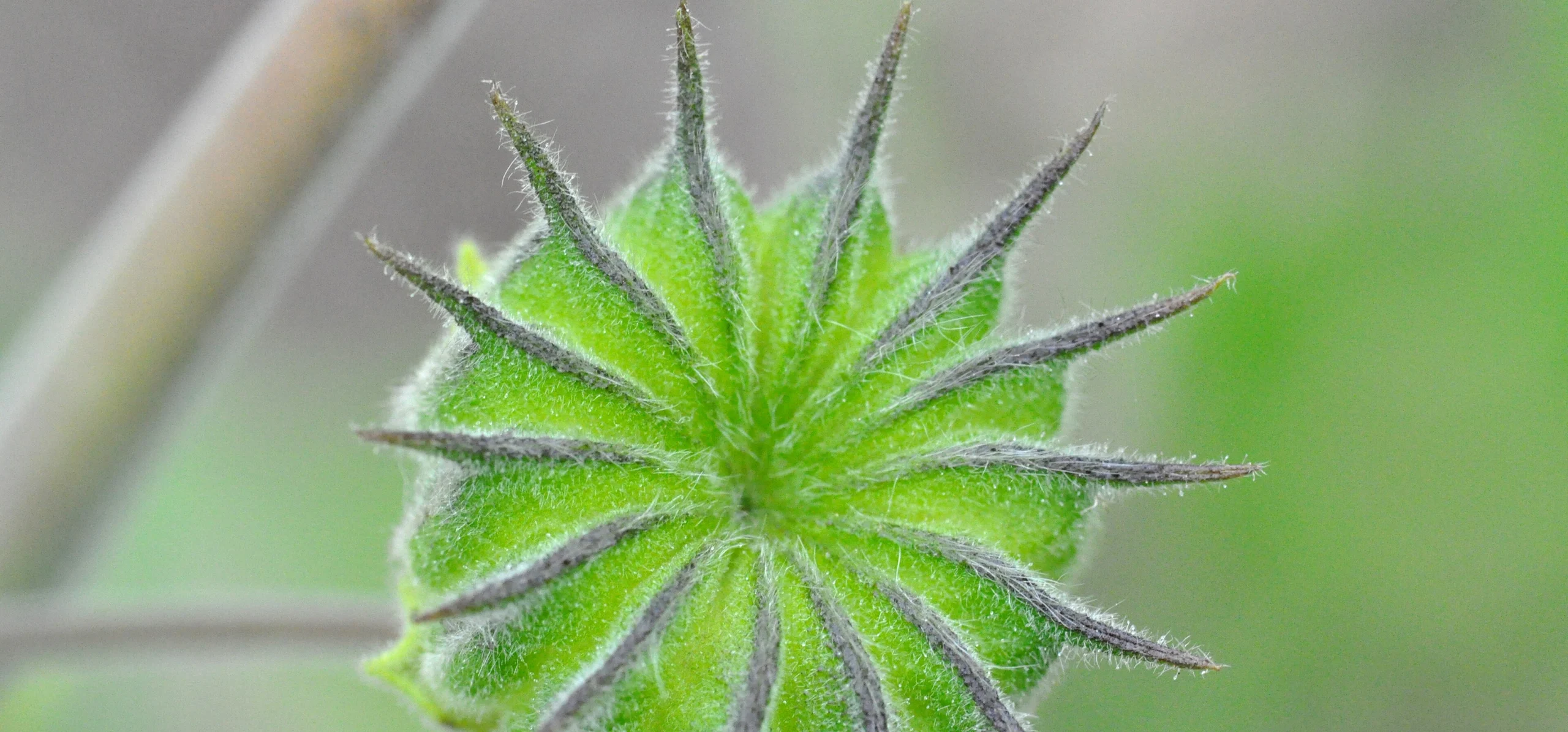 Velvetleaf
