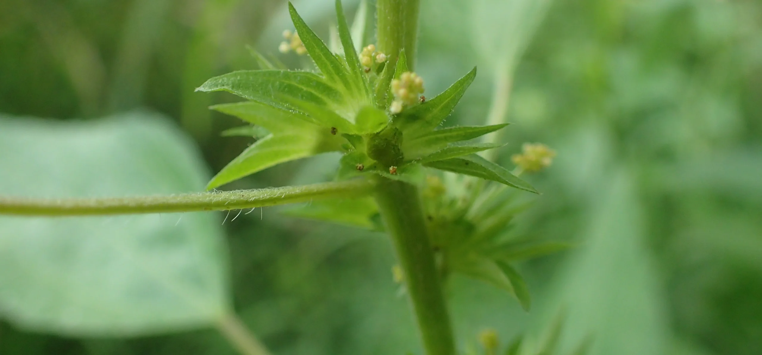 Close-up of Acalypha rhomboidea (common three-seeded mercury) showing the hairy stem and folded, leaf-like bracts that enclose its tiny petal-less flowers, with rhombic-ovate leaves in the background