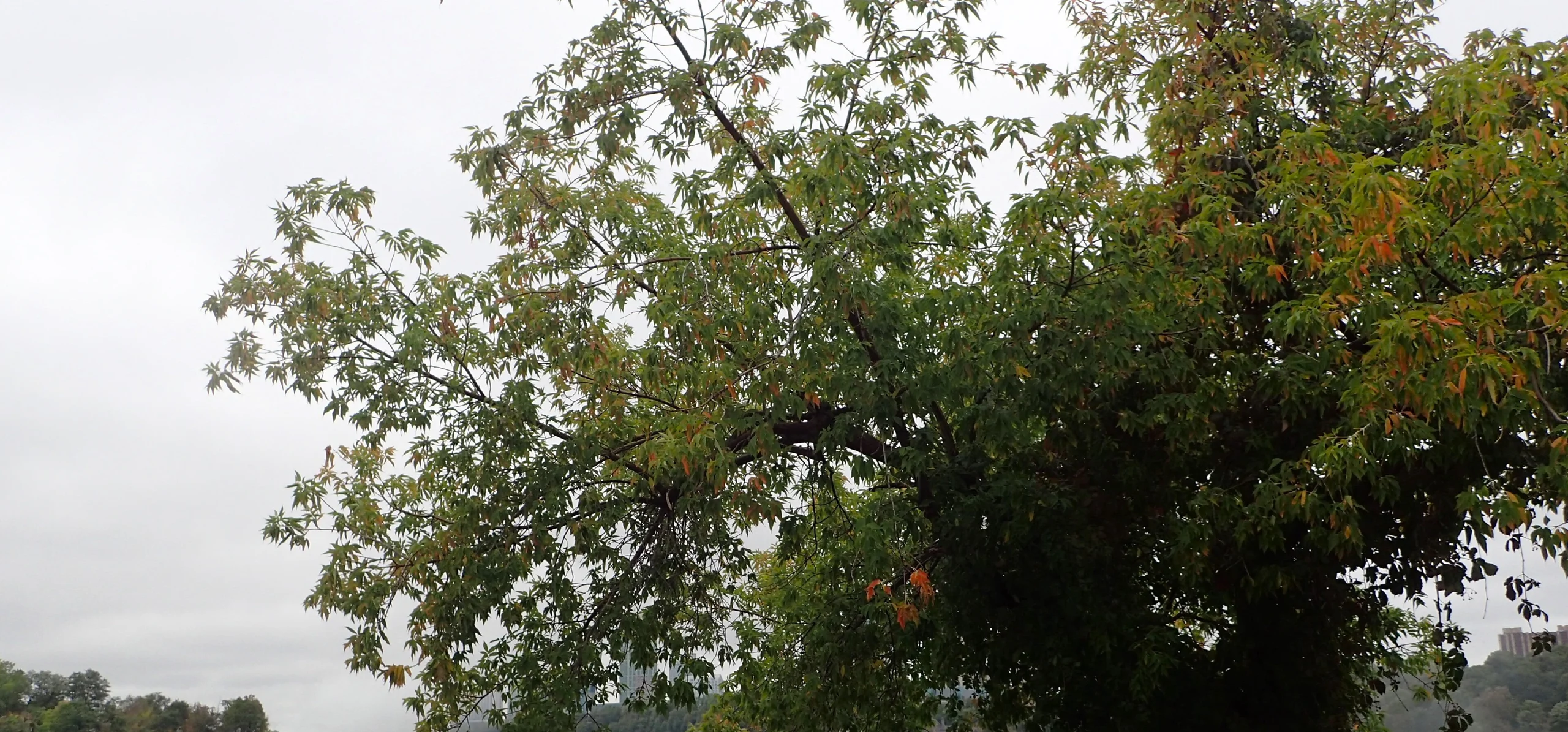 Acer negundo canopy seen from below, with green odd-pinnate compound leaves and some leaflets turning orange against an overcast sky