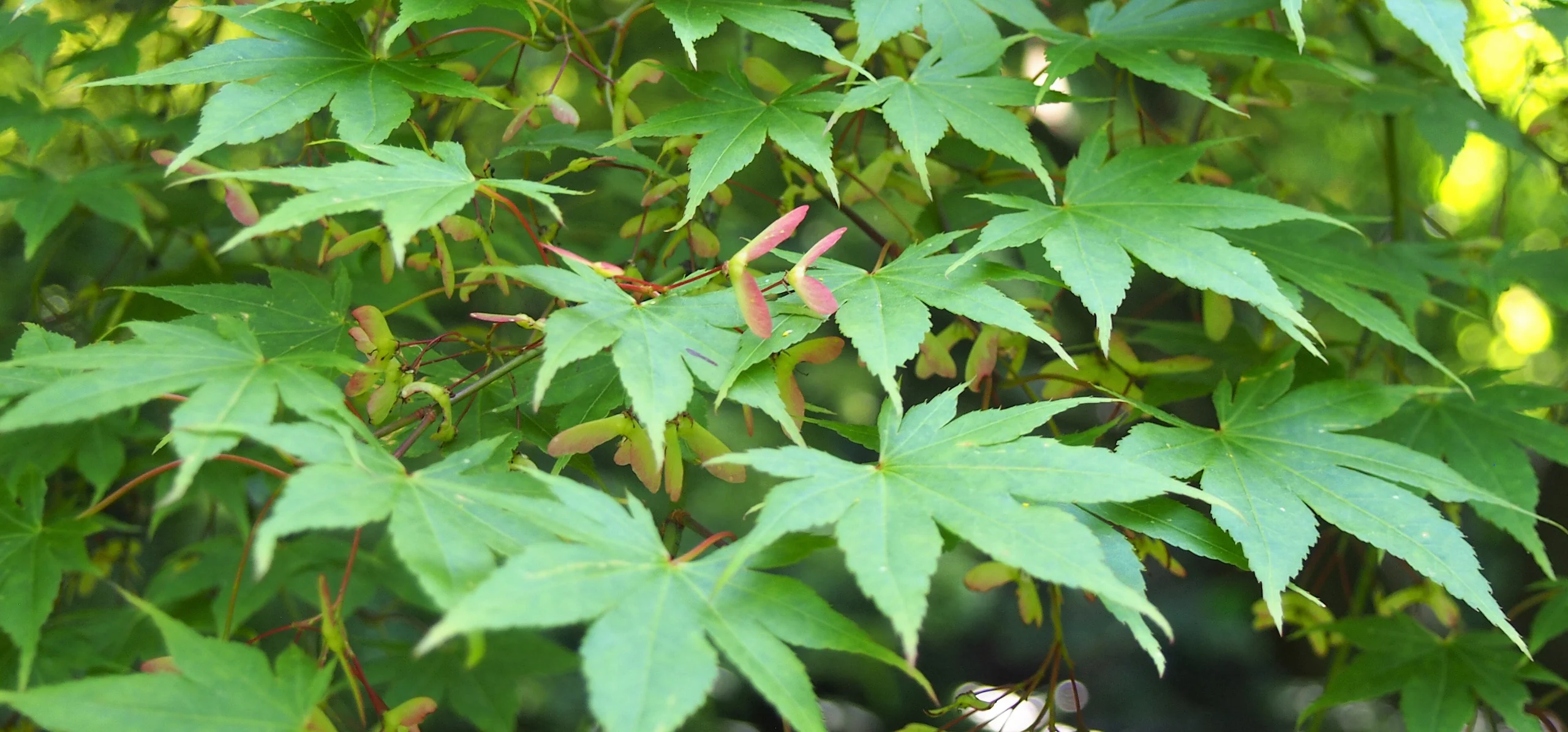 Close view of Acer palmatum branches with green palmate leaves and young reddish shoots and samaras