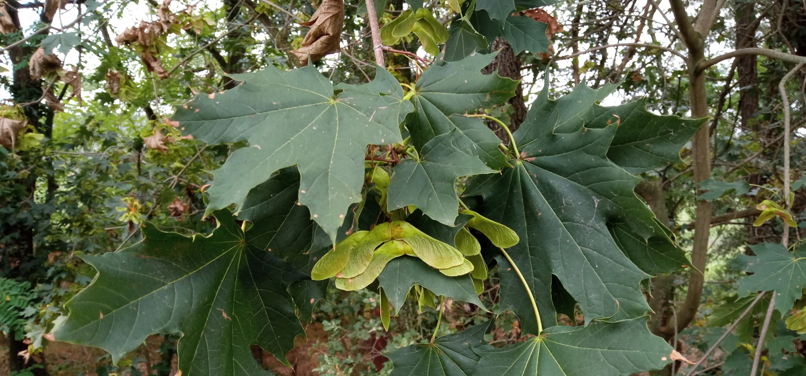 Acer platanoides branch with broad, five-lobed green leaves and clusters of pale green winged samaras