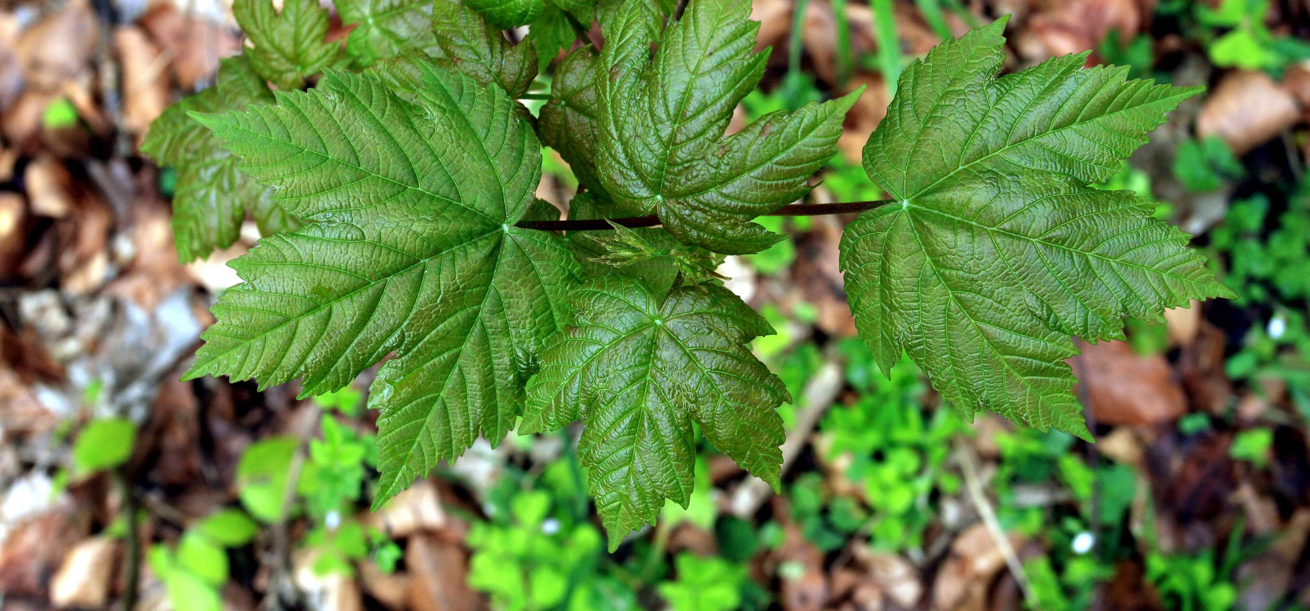 Close-up of young Acer pseudoplatanus leaves, showing the five-lobed, toothed sycamore maple foliage