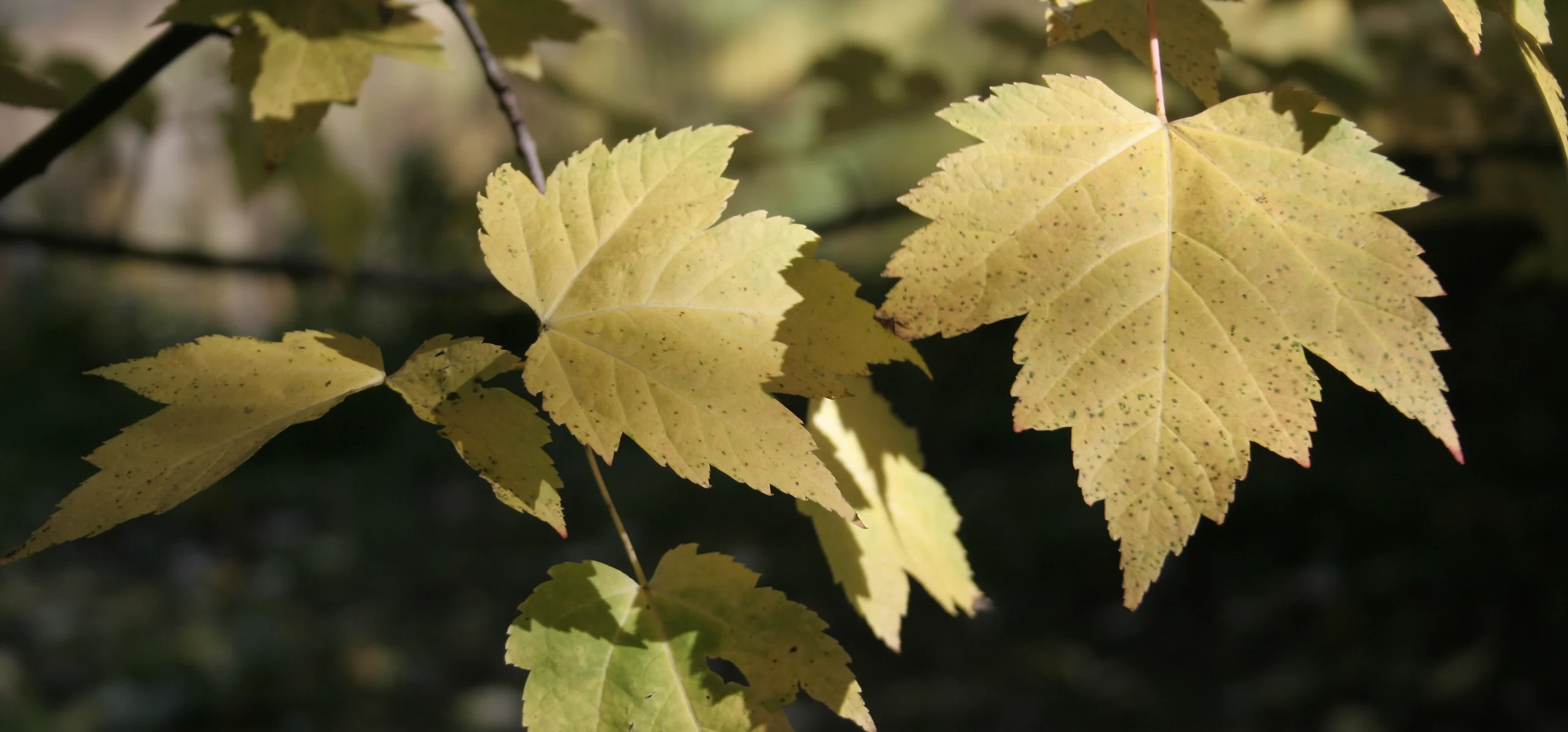 Close-up of Acer rubrum (red maple) leaves with their characteristic three-lobed, toothed shape, backlit in pale yellow-green late-season light