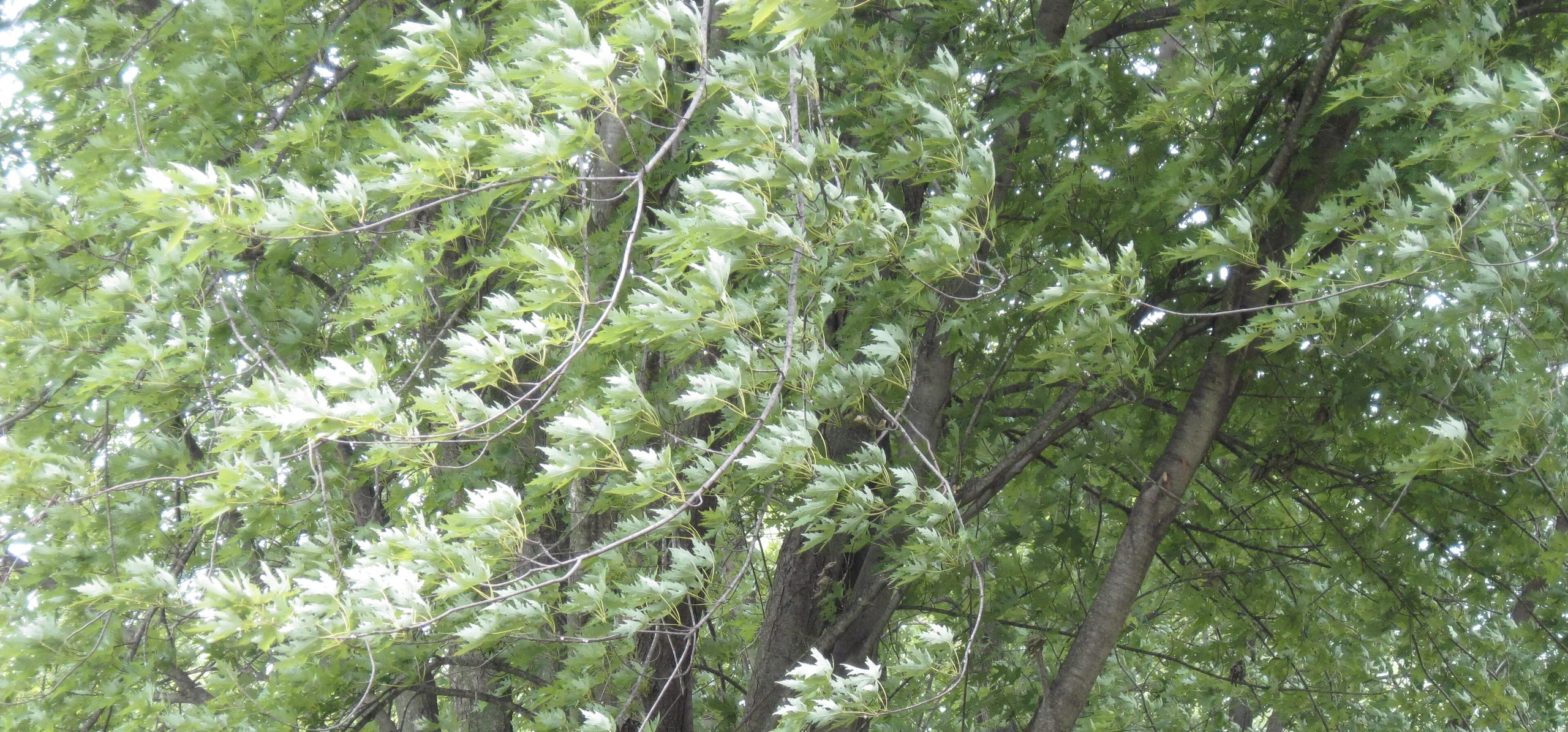 Silver maple branches with green five-lobed leaves showing their pale, silvery undersides turned up by the wind, Acer saccharinum