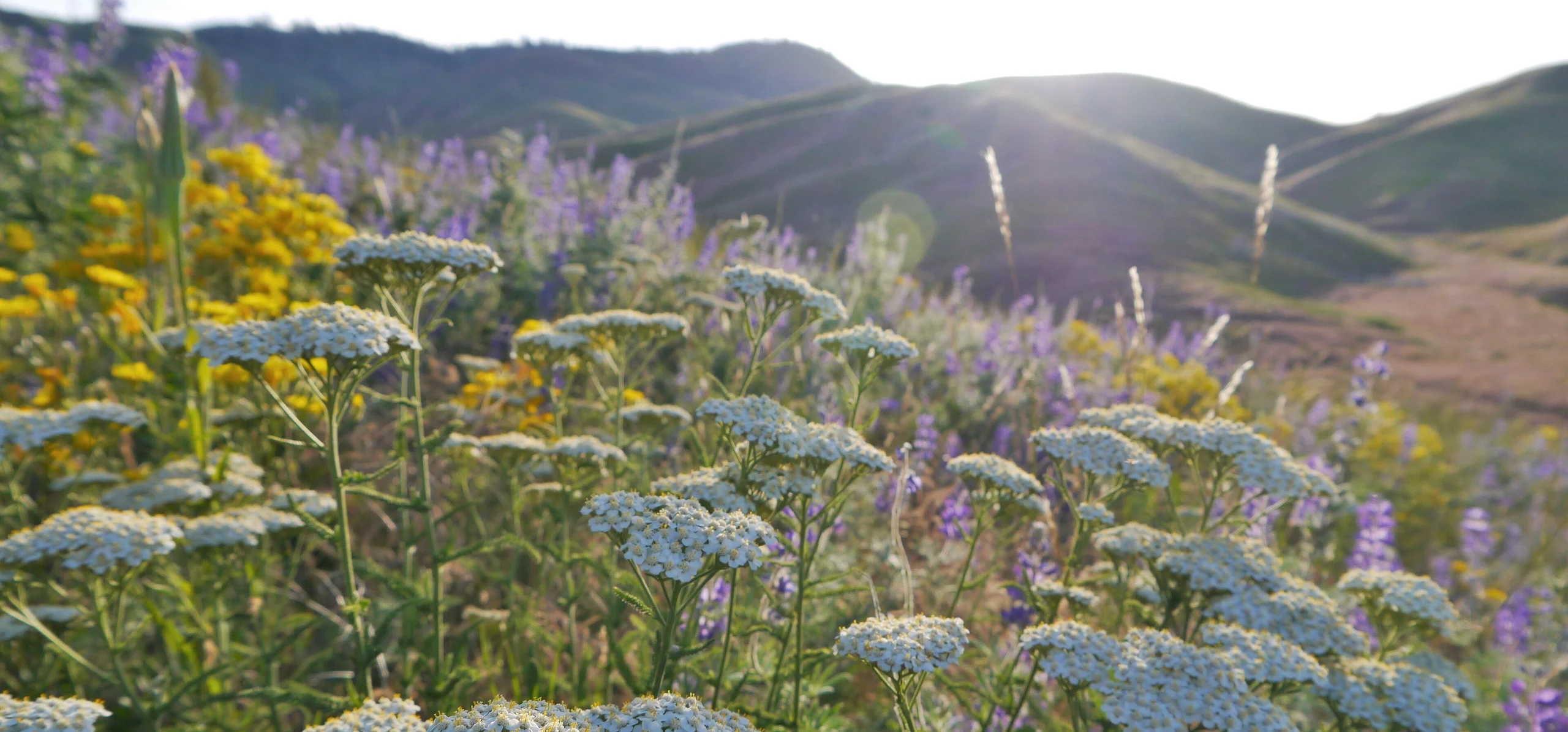 Common Yarrow