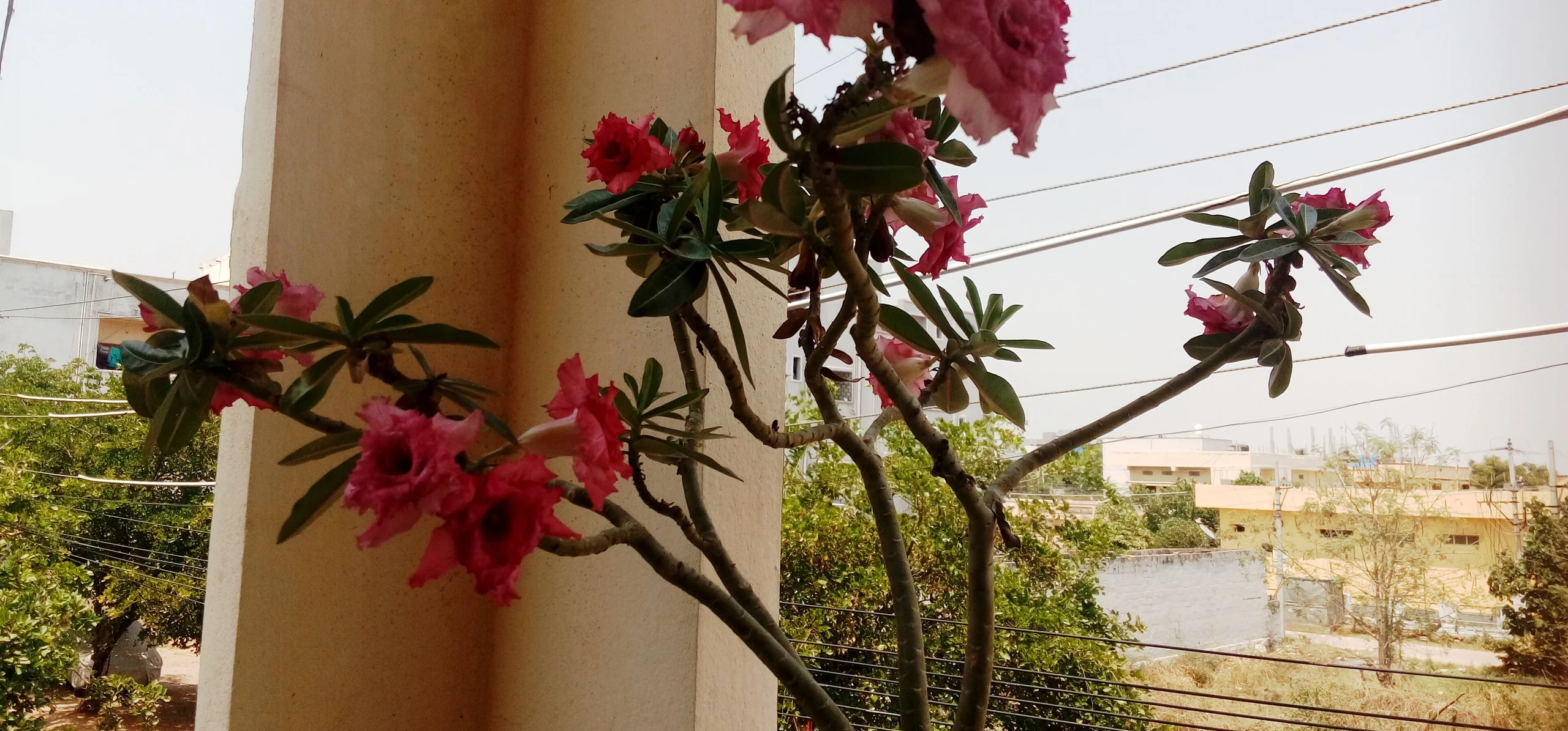Adenium obesum shrub with clusters of double pink flowers and glossy green leaves growing beside a building pillar