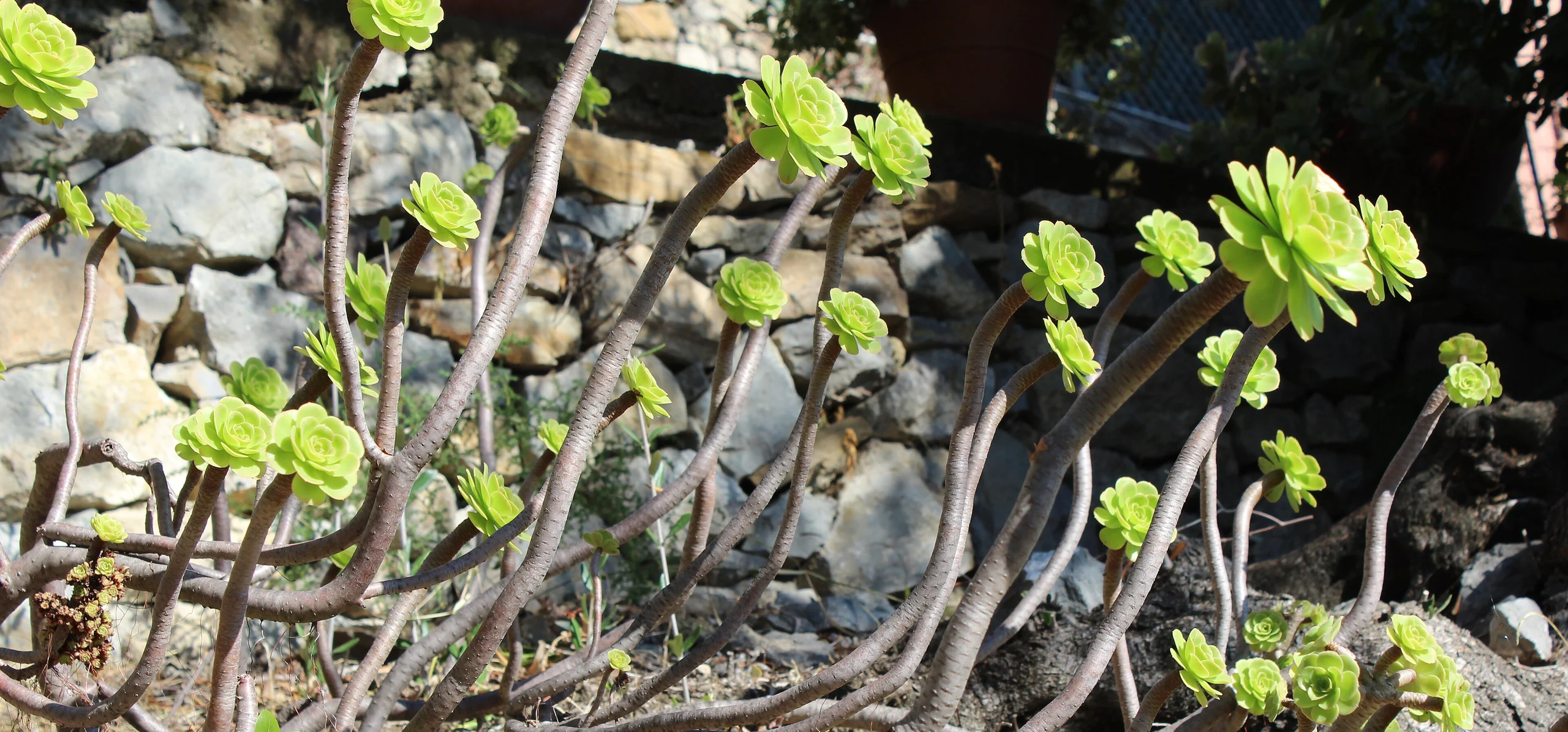 Tree Aeonium