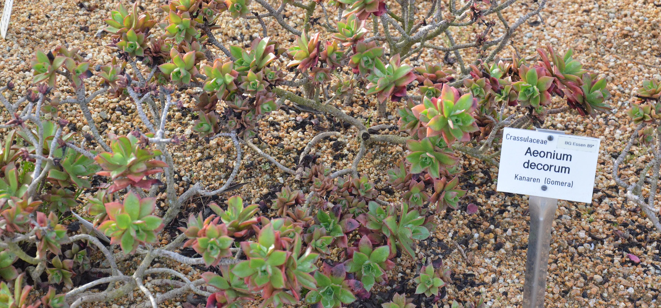 Aeonium Decorum