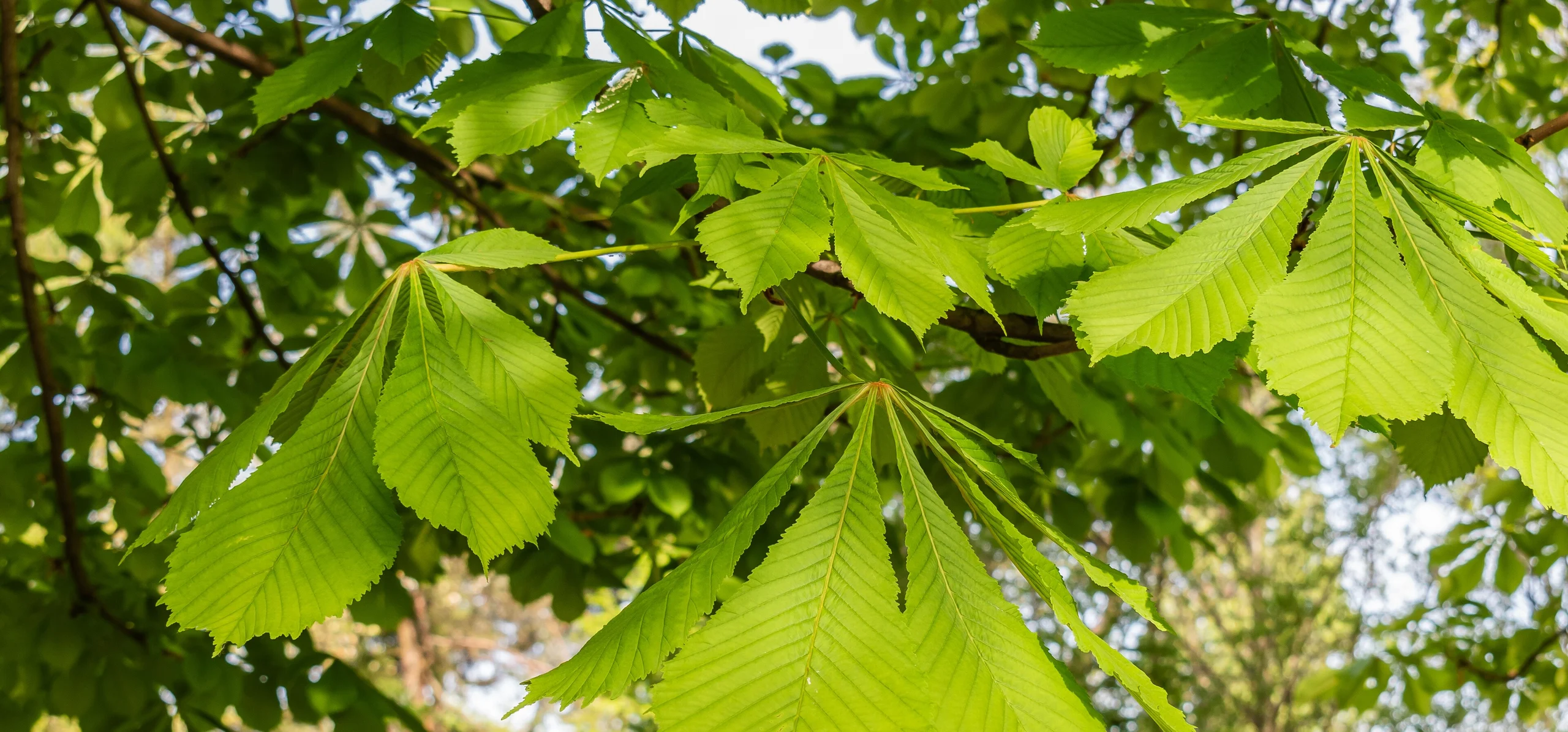 Horse Chestnut