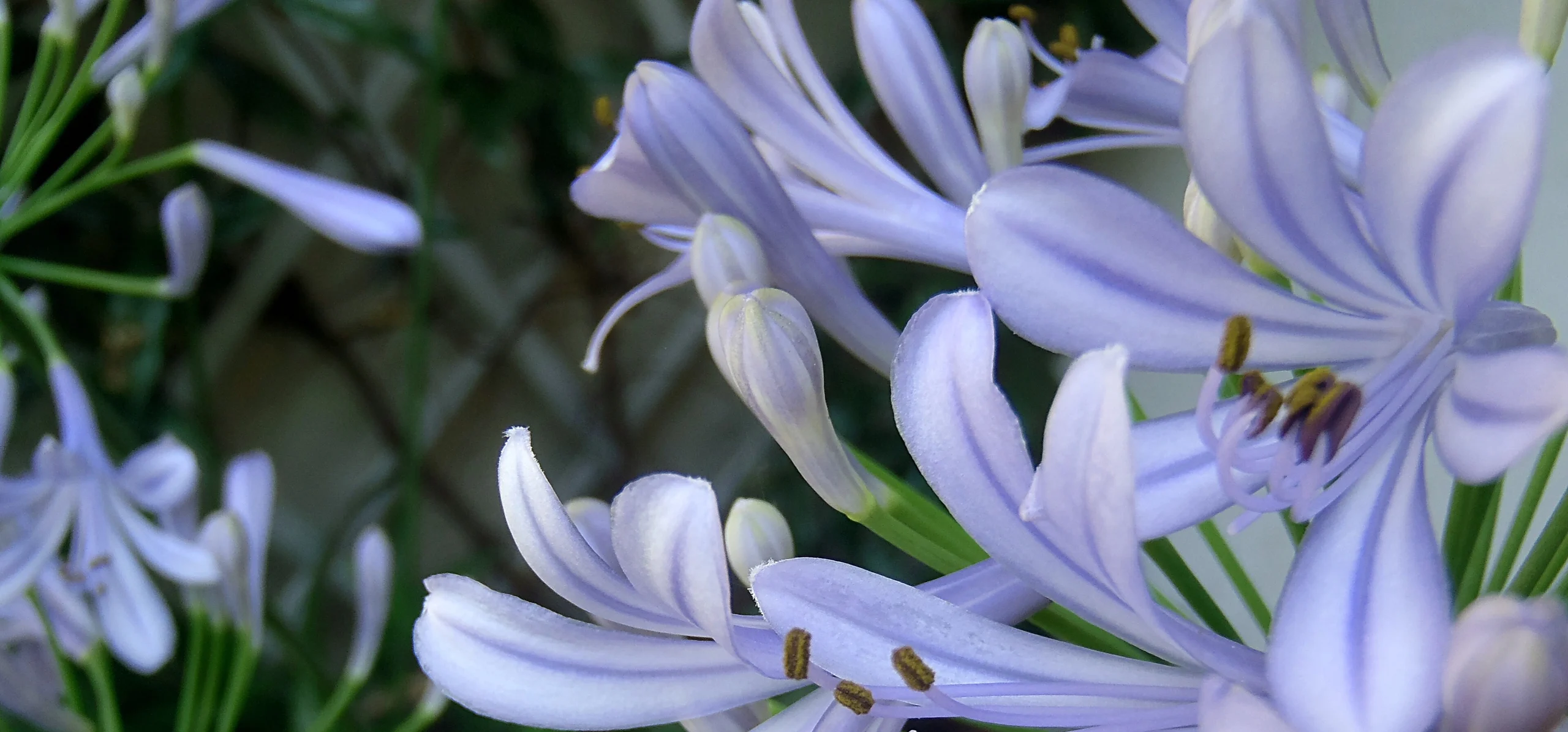 Agapanthus