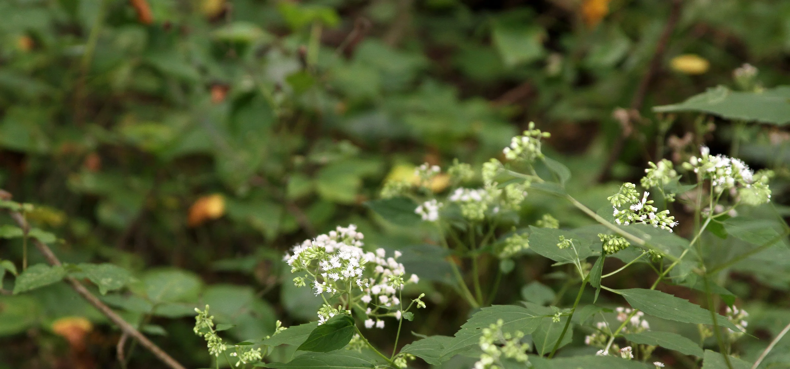 White Snakeroot