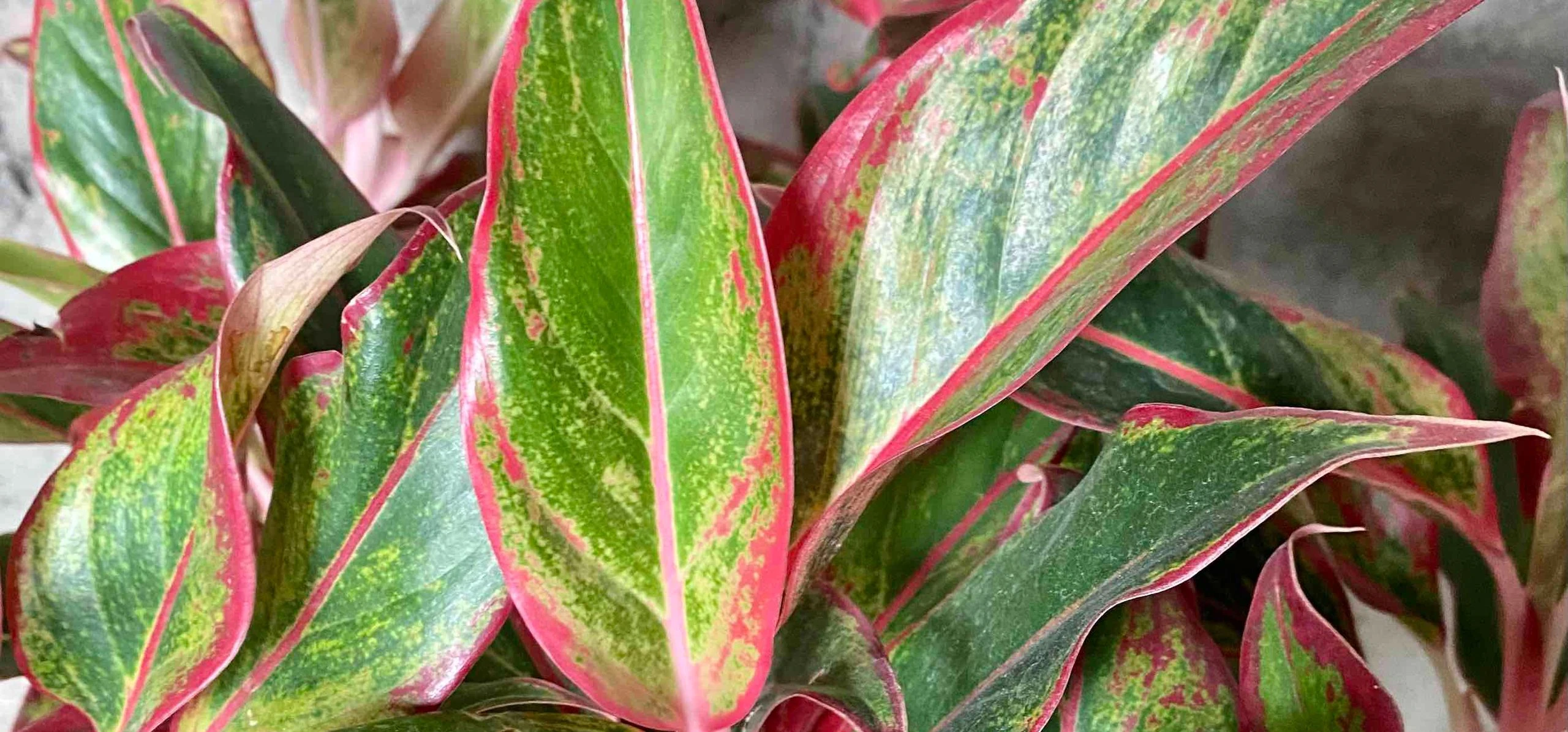 Aglaonema