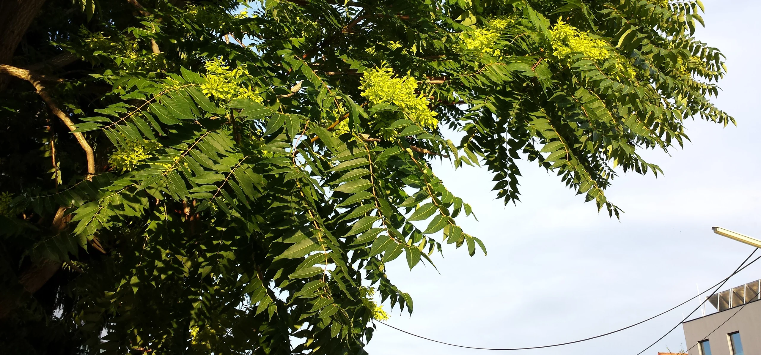 Tree Of Heaven
