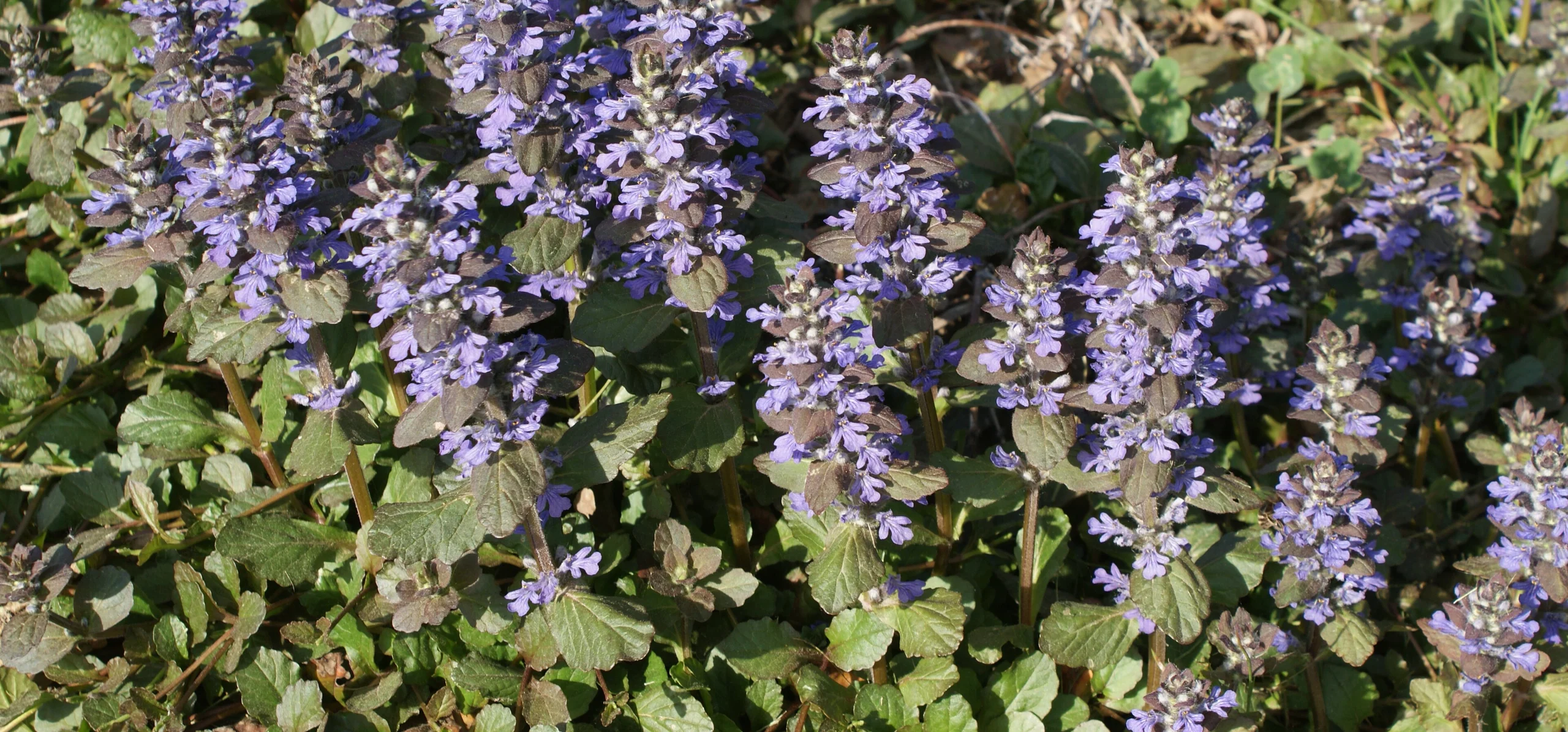 Bugleweed
