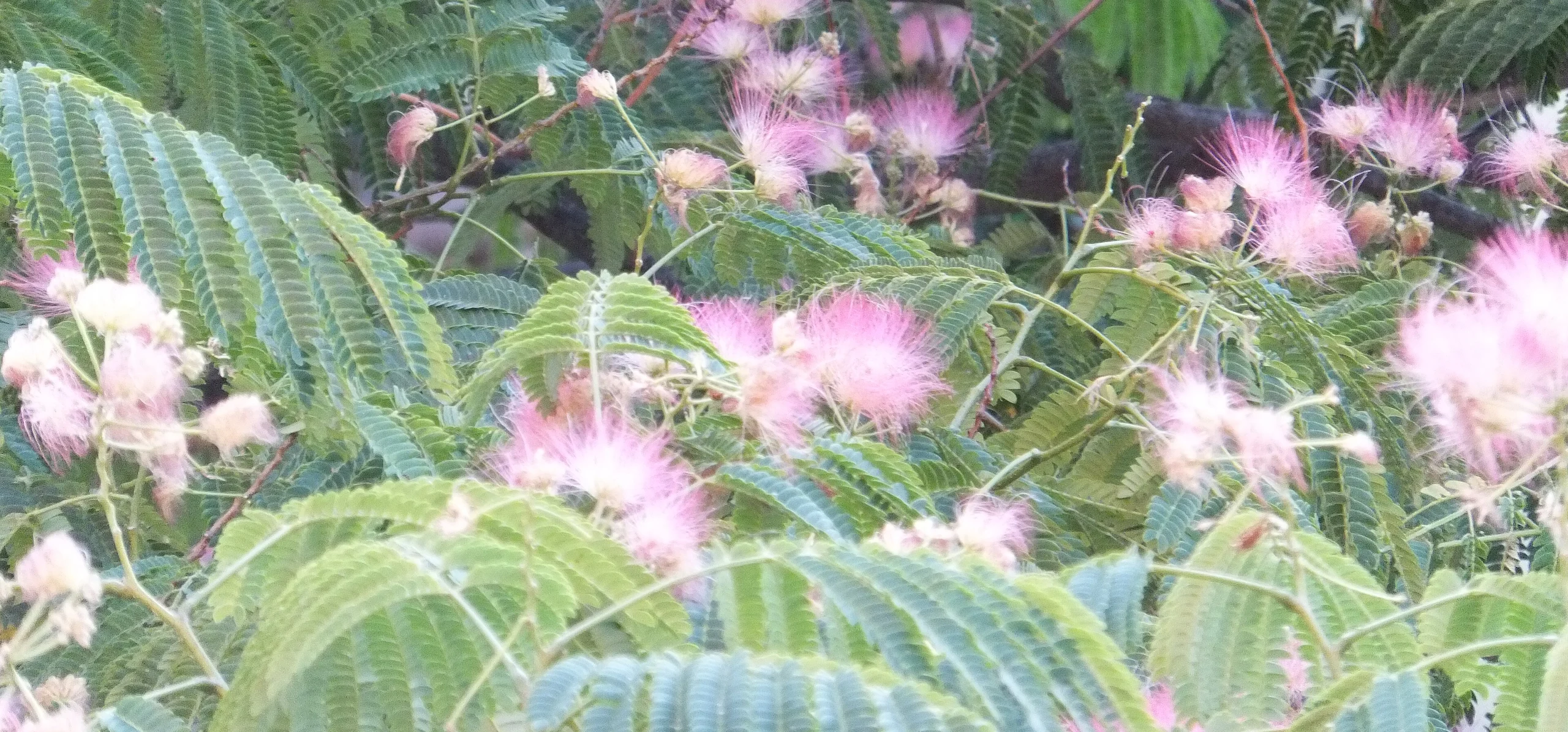 Silk Tree