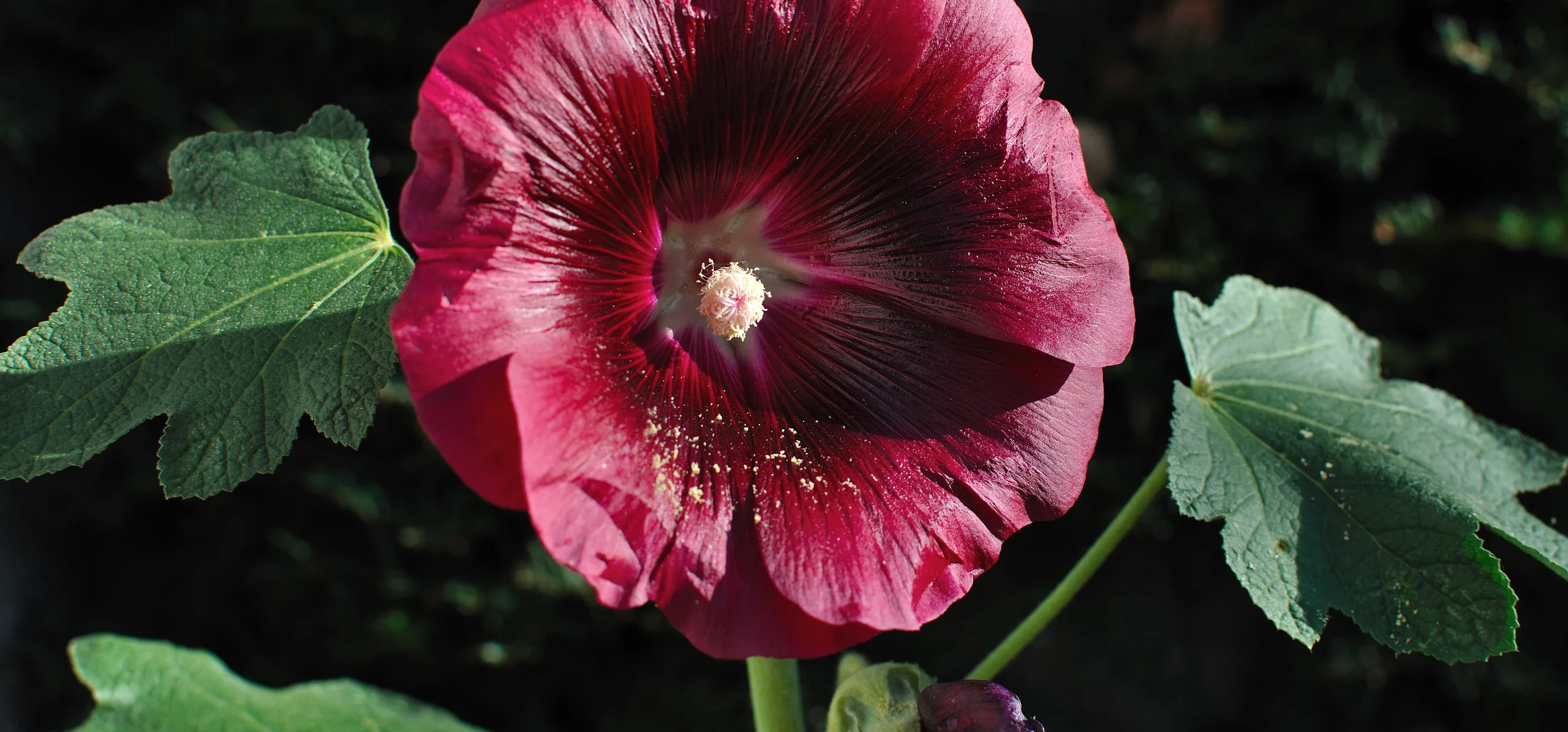 Hollyhock