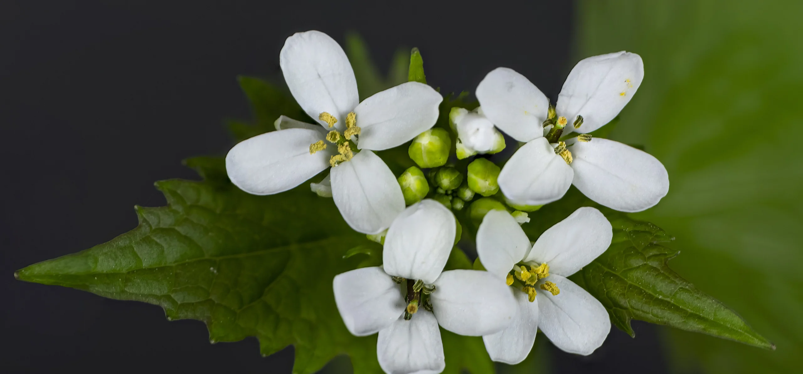 Garlic Mustard