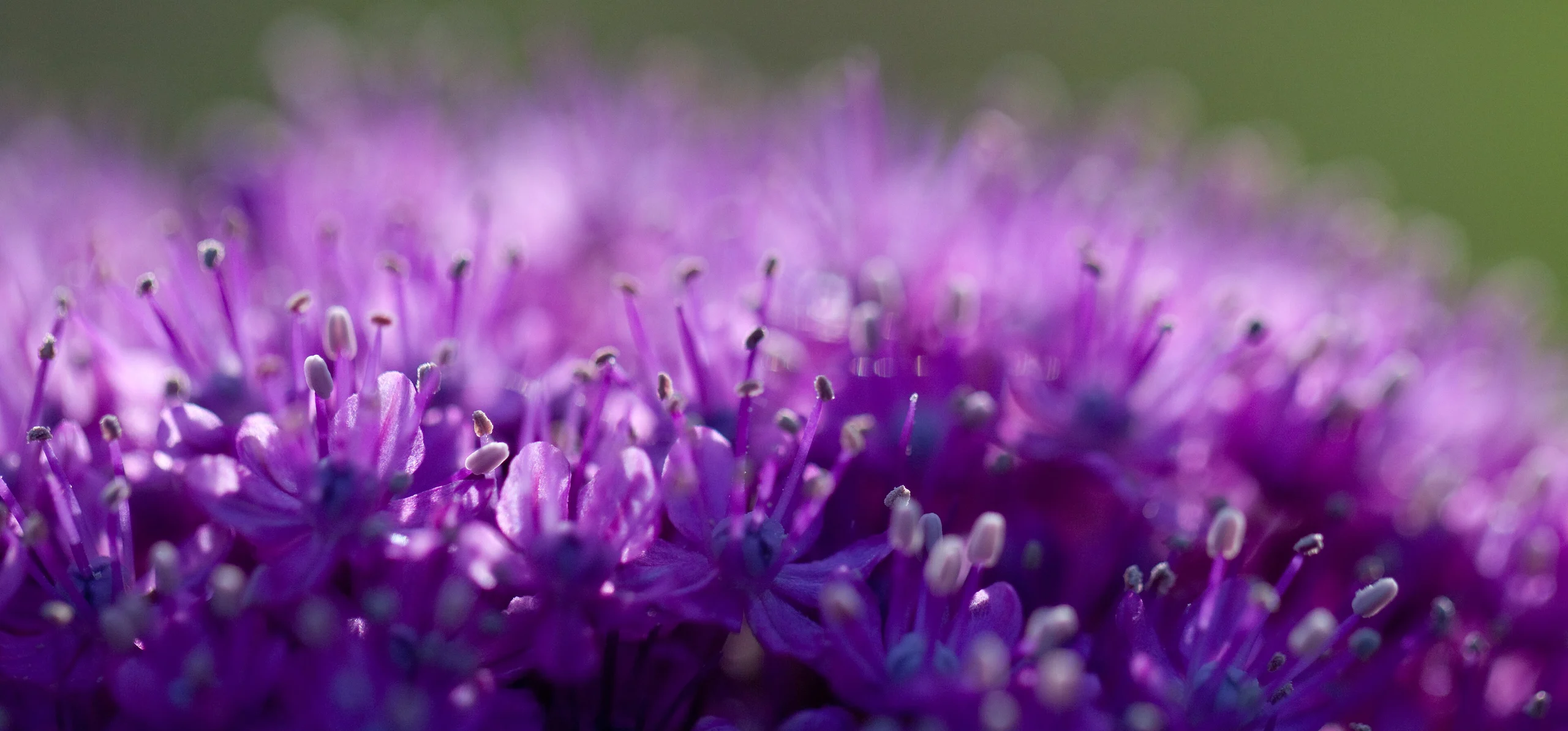 Giant Allium