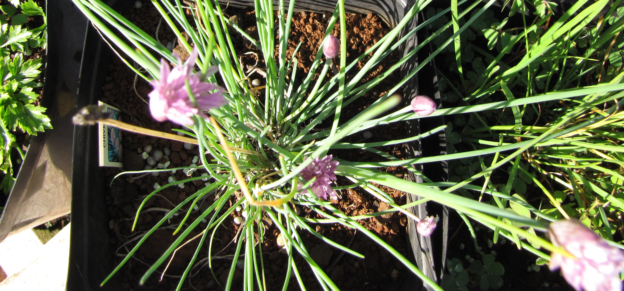 Chives