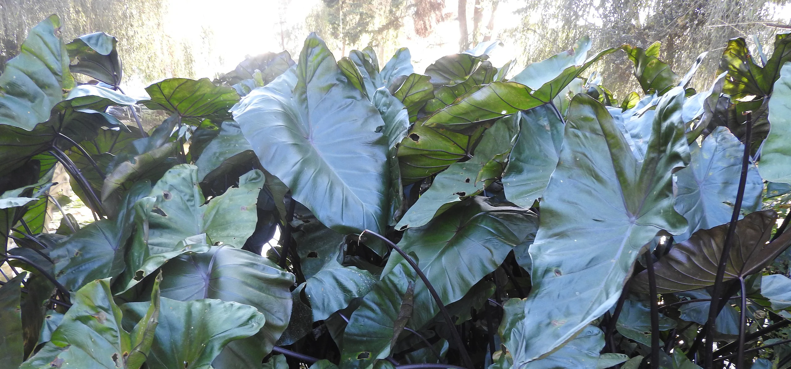 Giant Taro