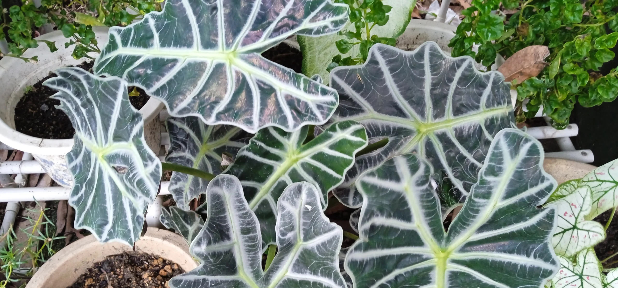 Alocasia Mortfontanensis