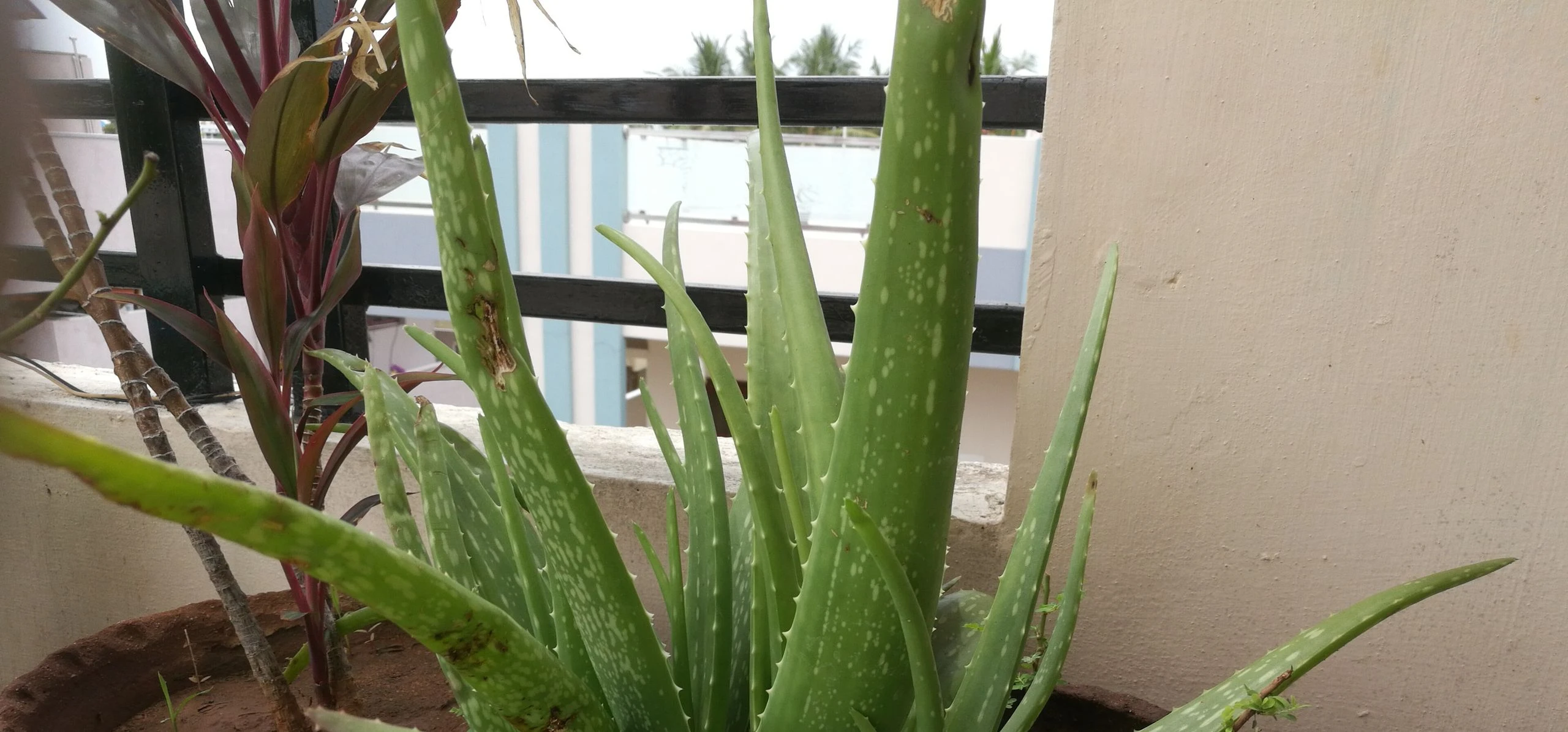 Aloe Vera