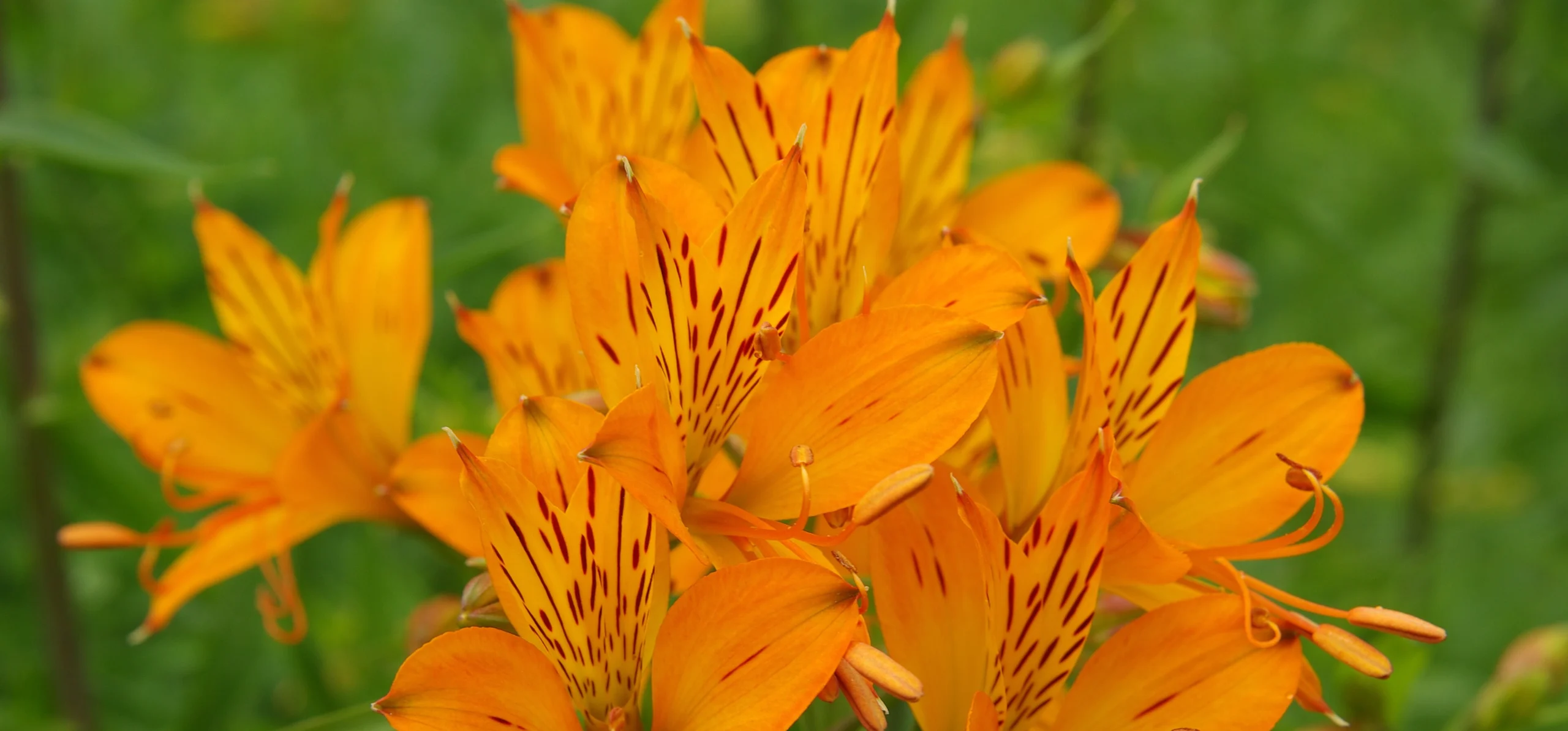 Peruvian Lily