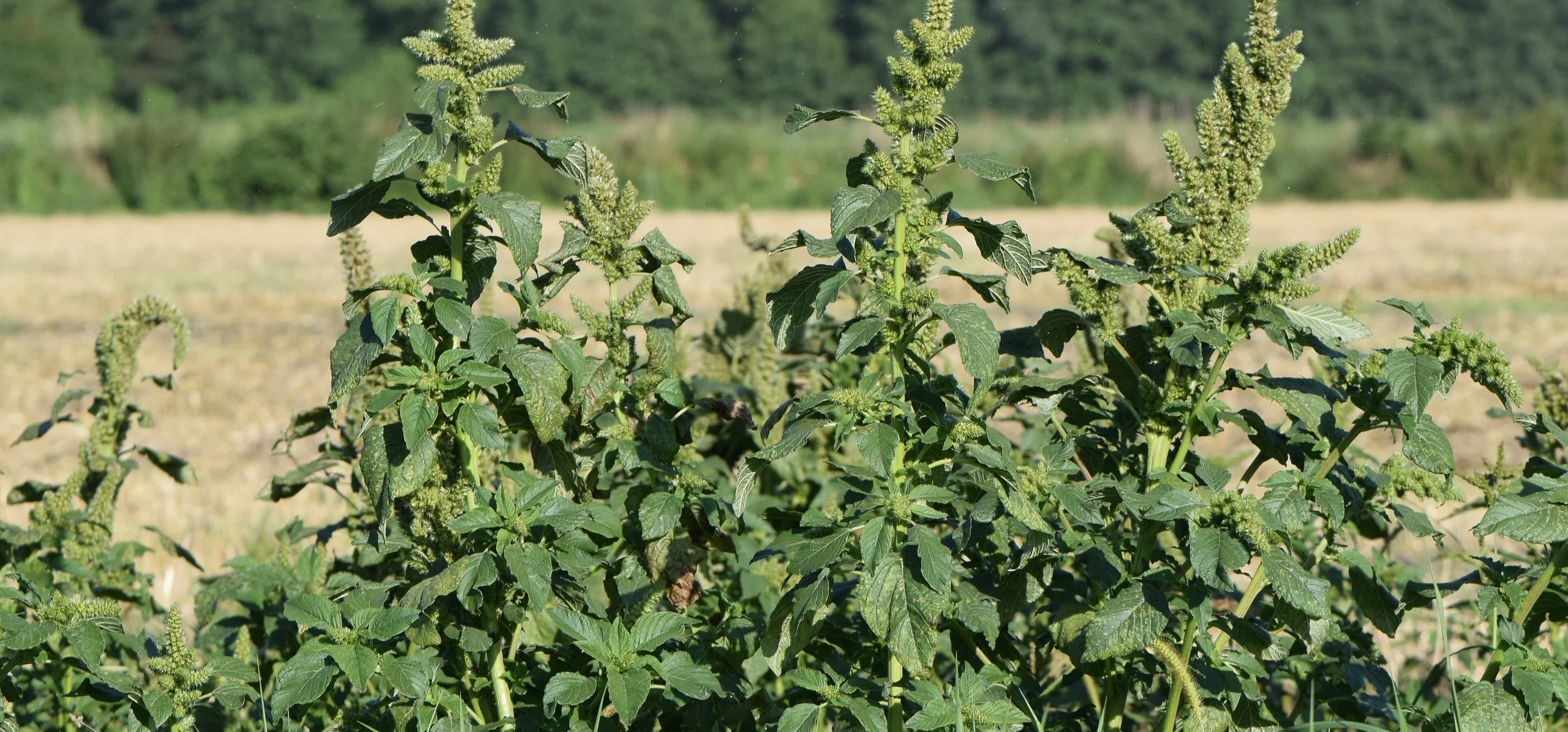 Redroot Pigweed