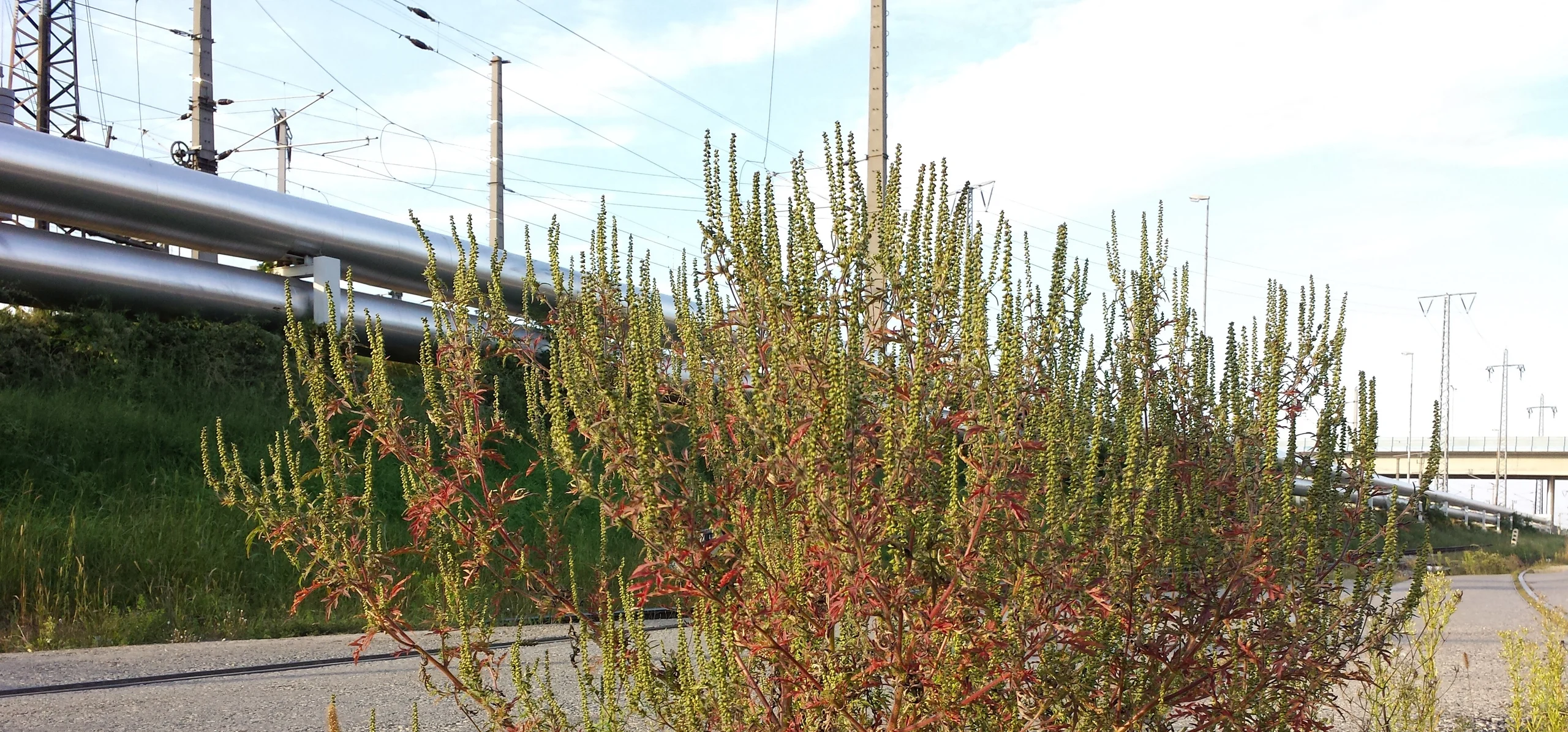 Common Ragweed