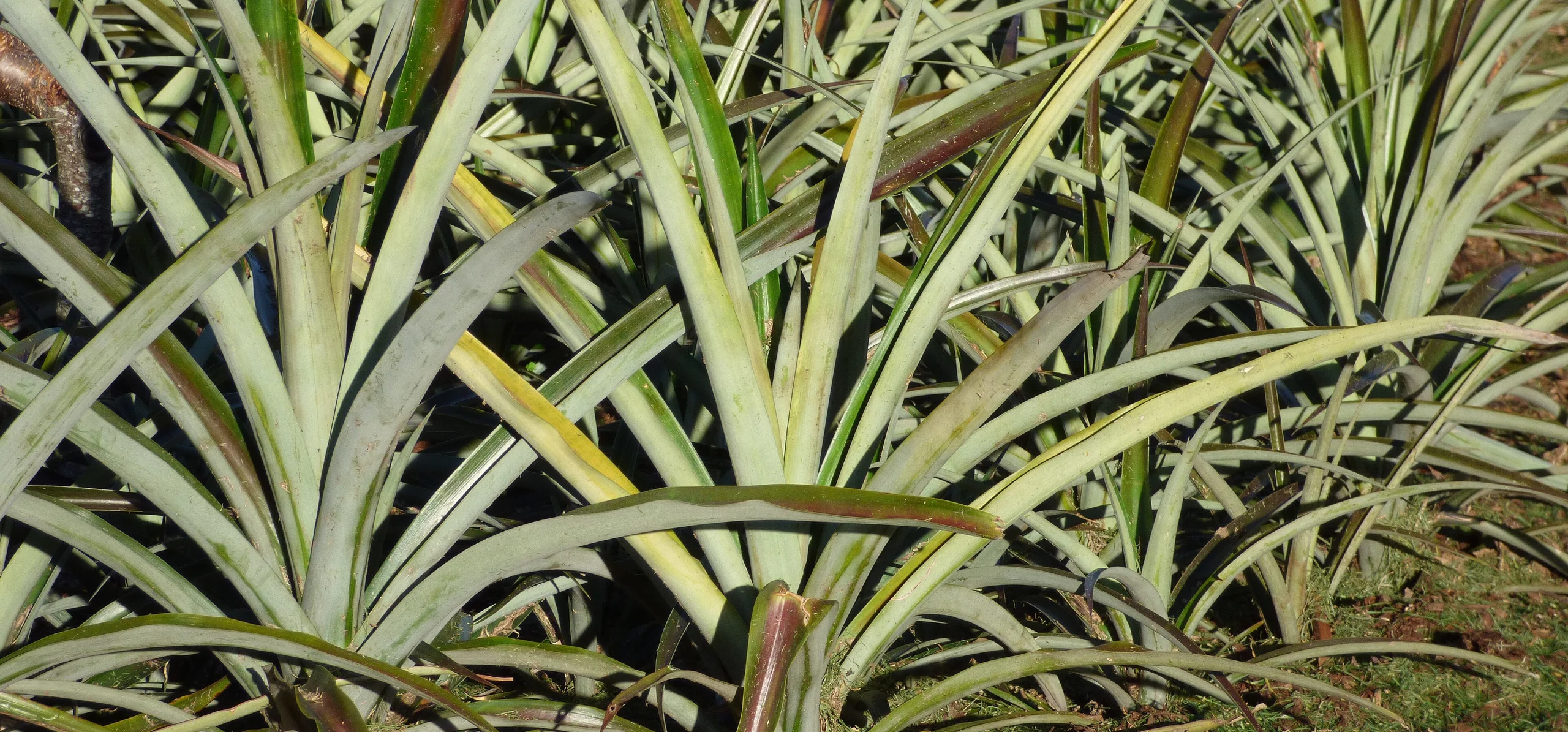 Pineapple