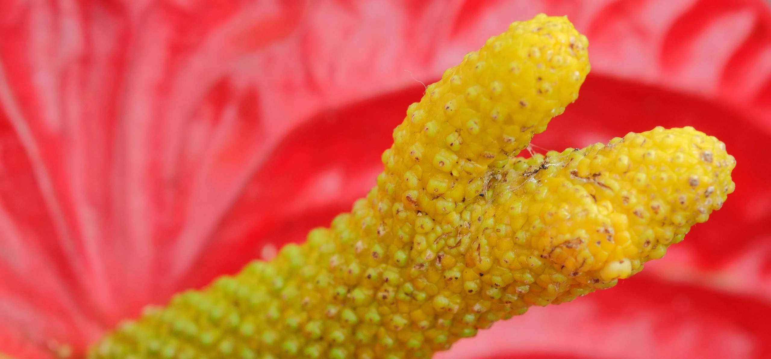 Anthurium