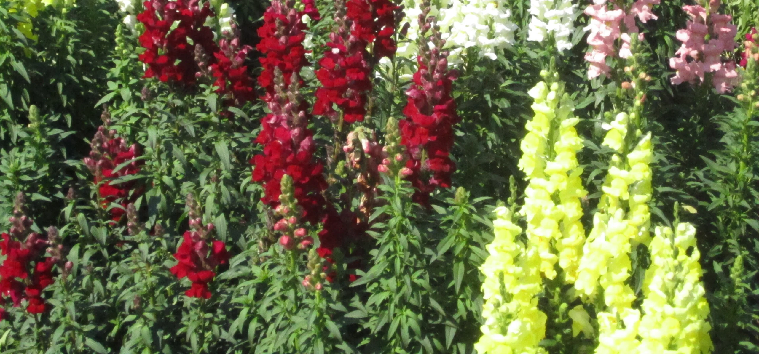 Snapdragon