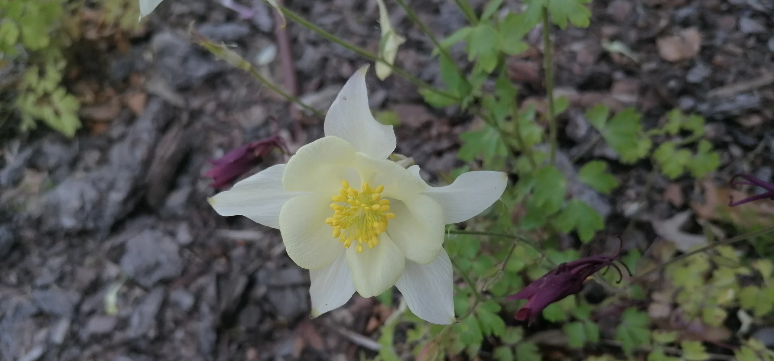 Common Columbine