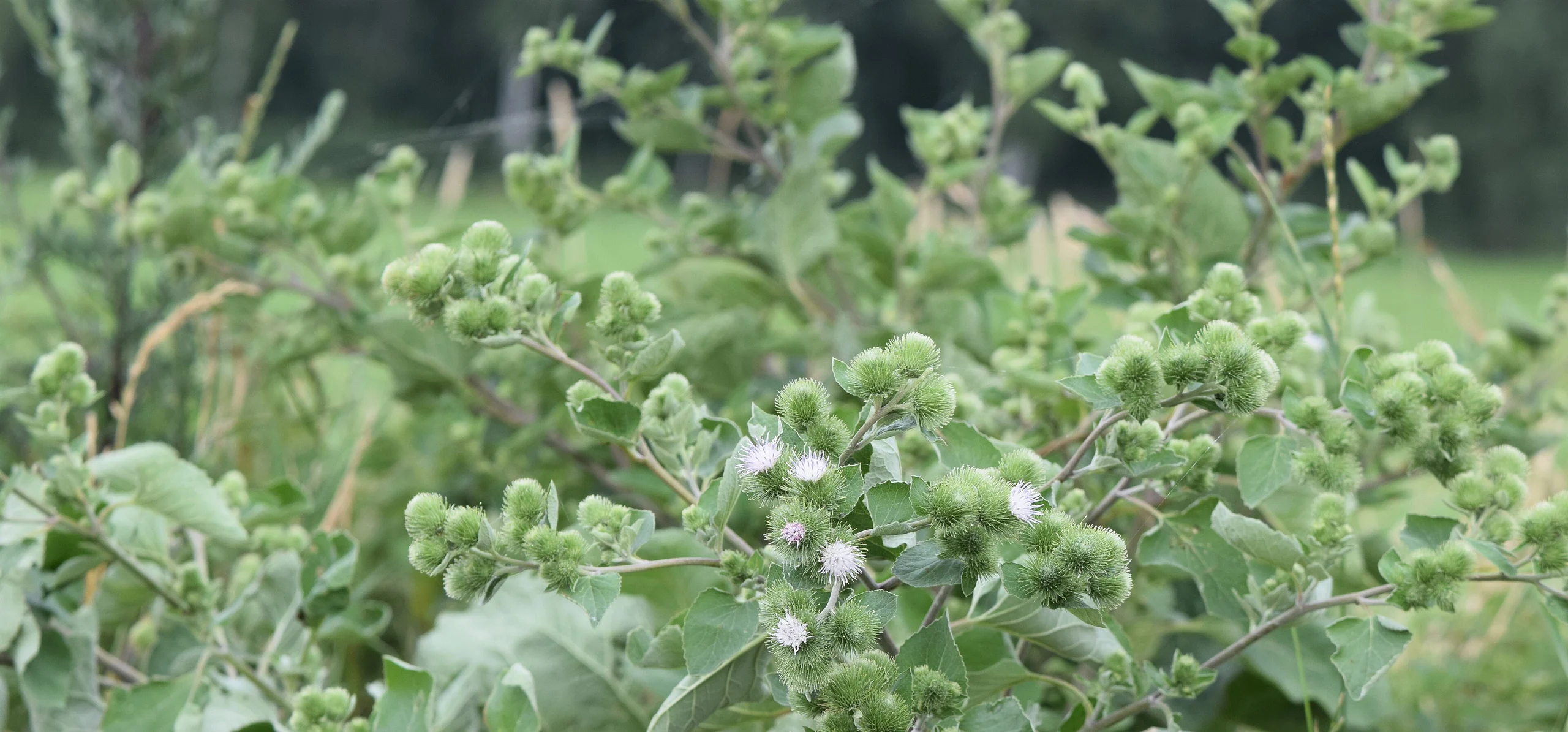 Lesser Burdock