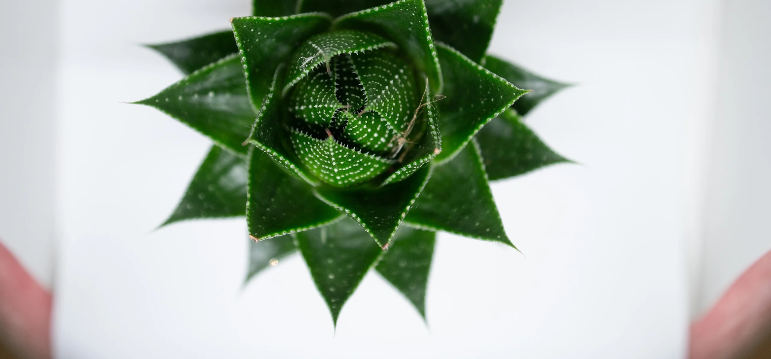Lace Aloe
