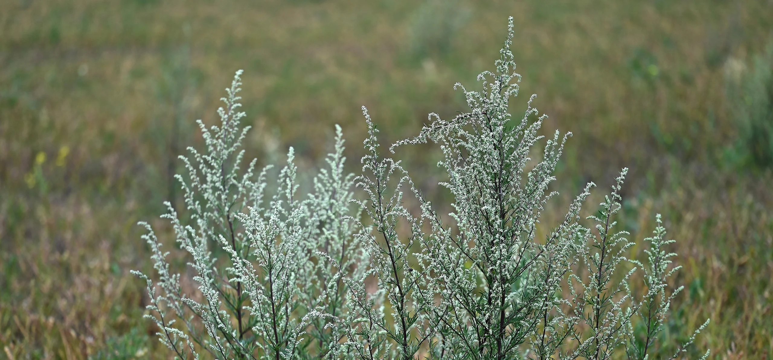 Common Mugwort