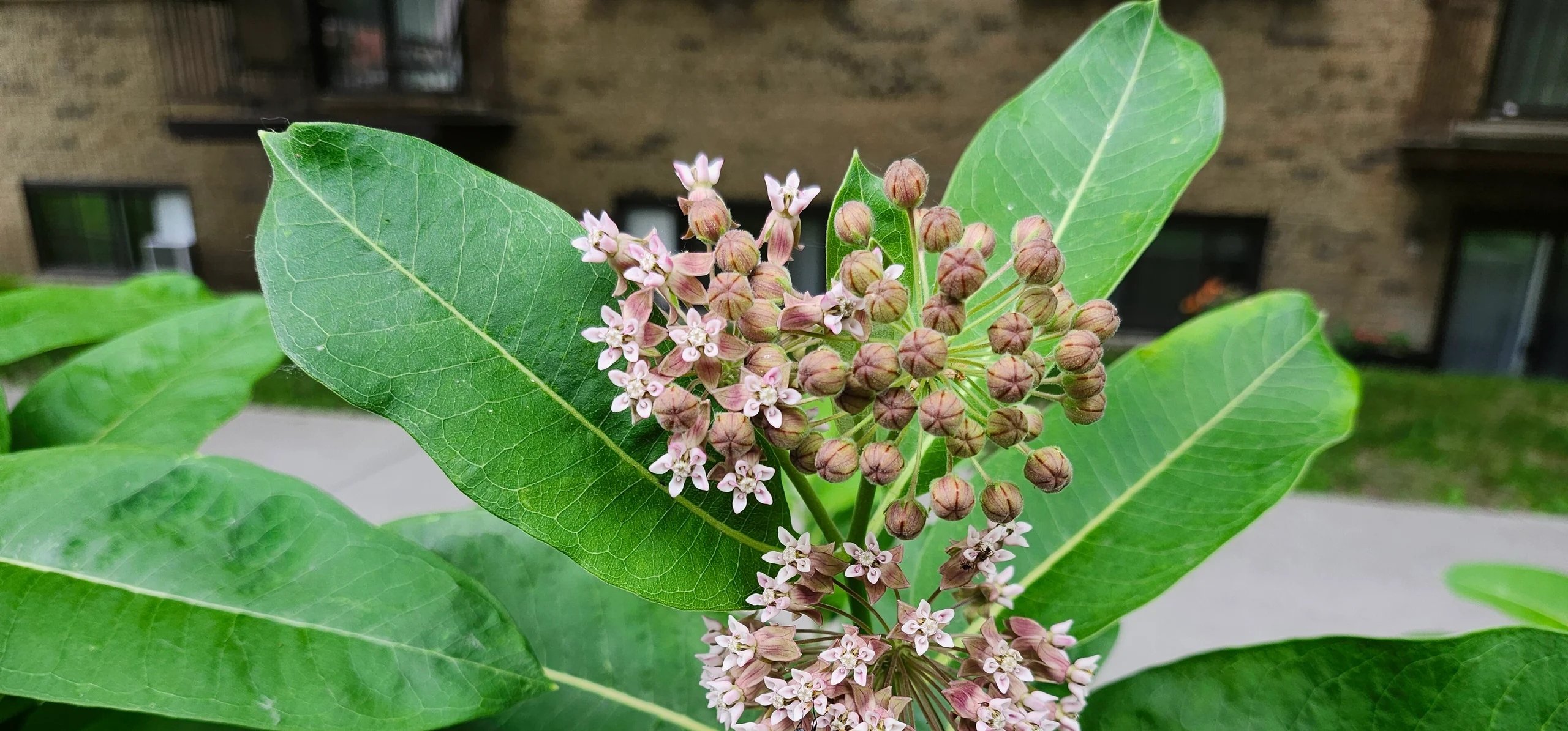 Common Milkweed