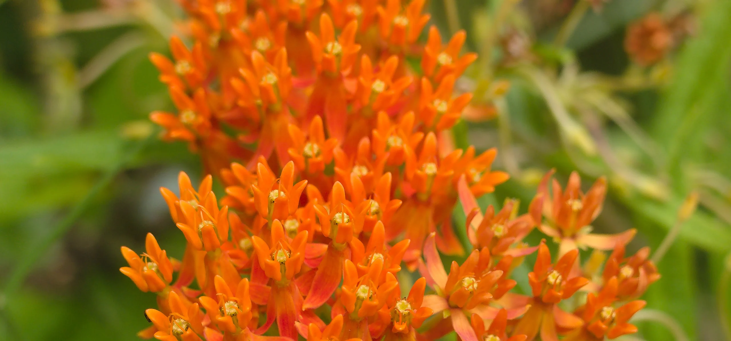 Butterfly Weed