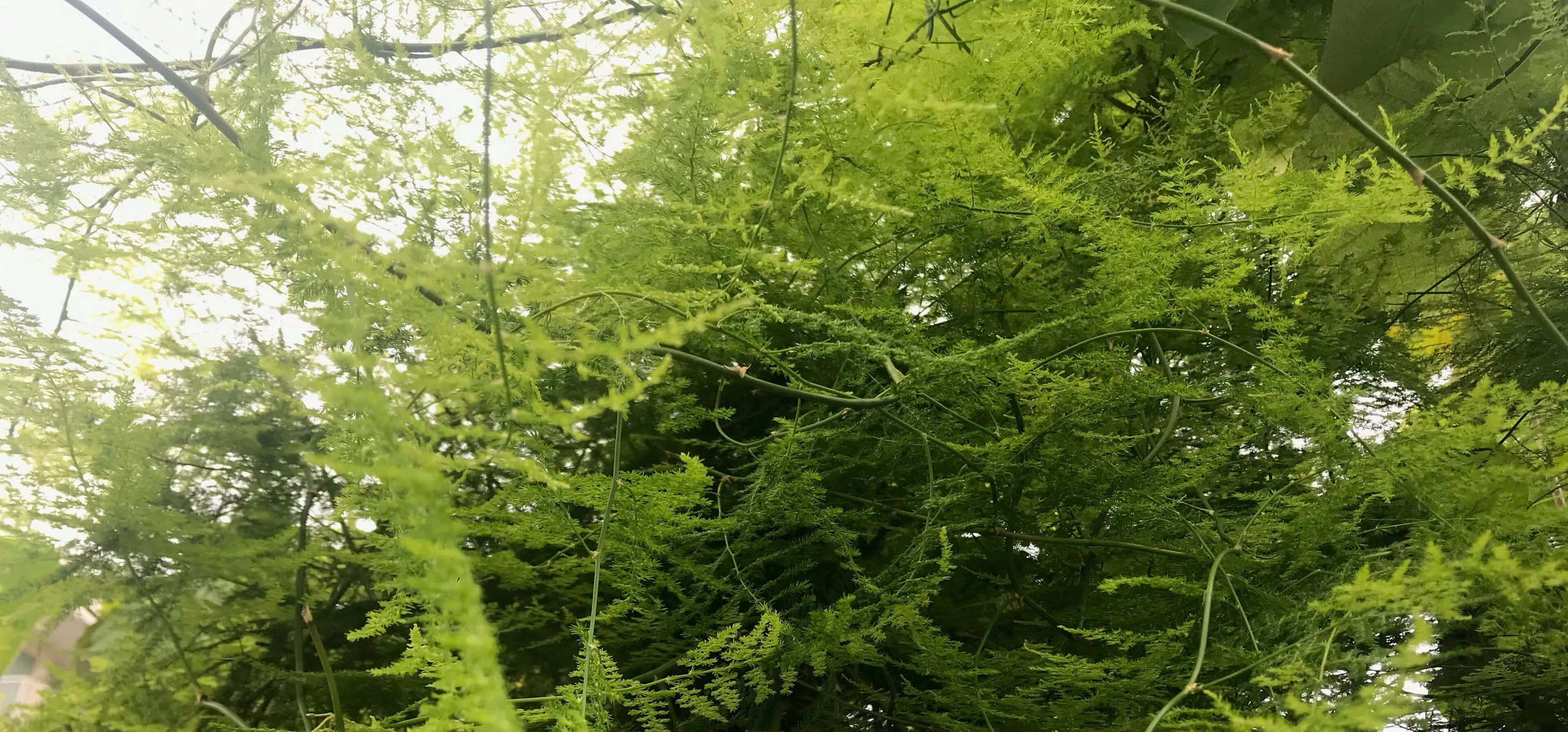 Asparagus Fern