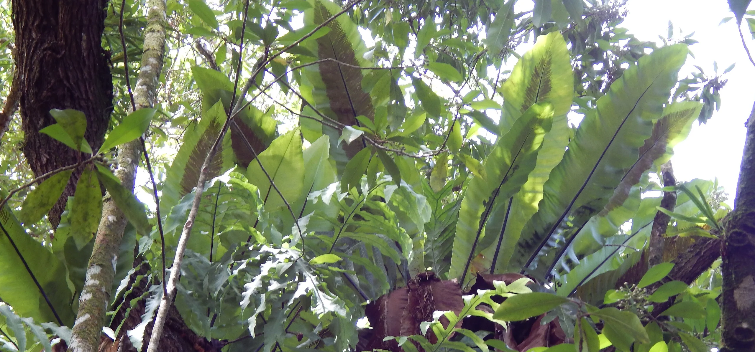 Bird's Nest Fern