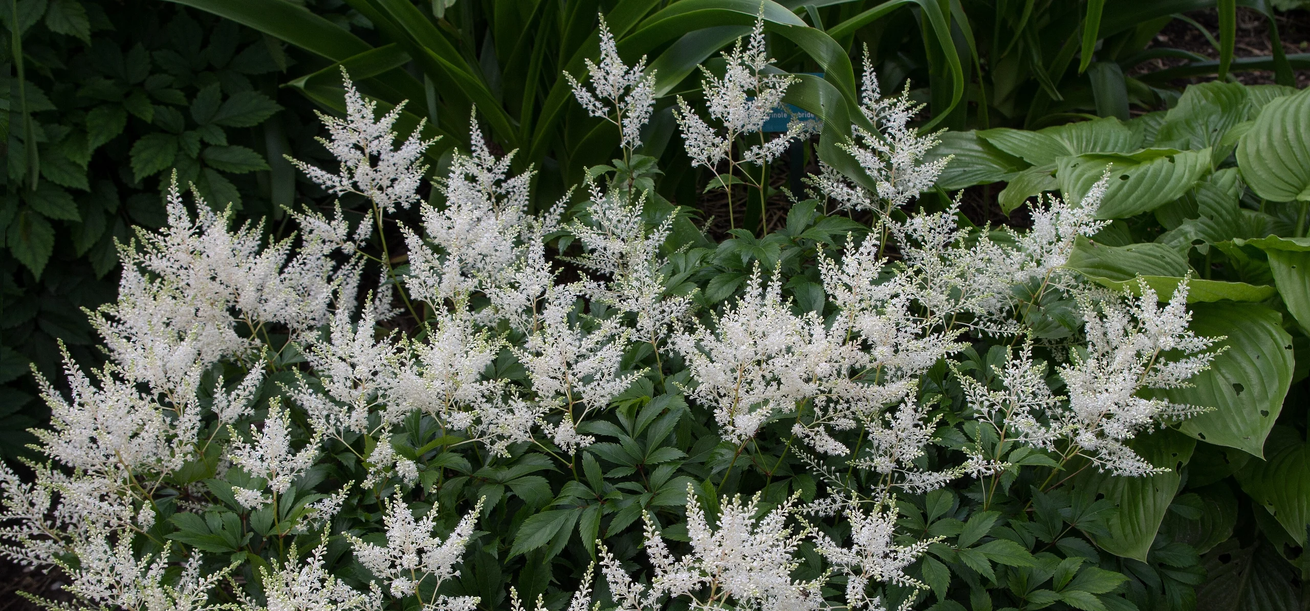 Japanese Astilbe