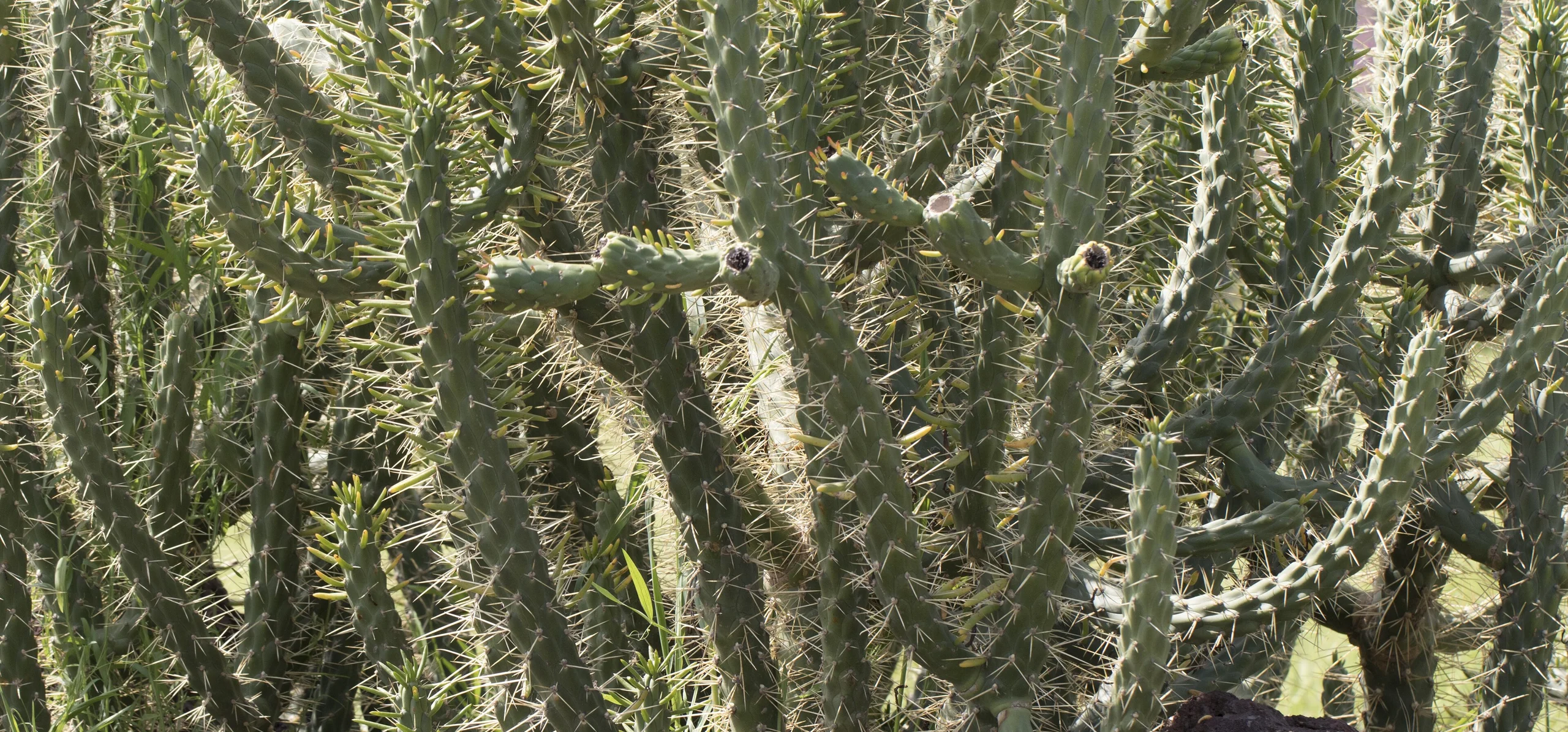 Eve's Needle Cactus