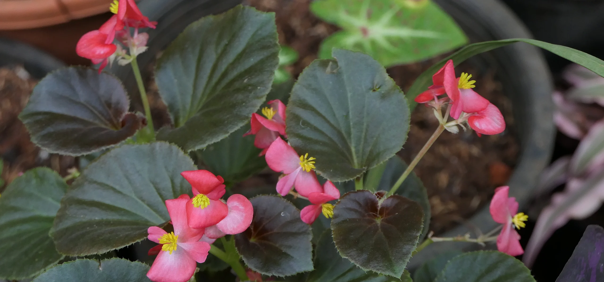 Wax Begonia