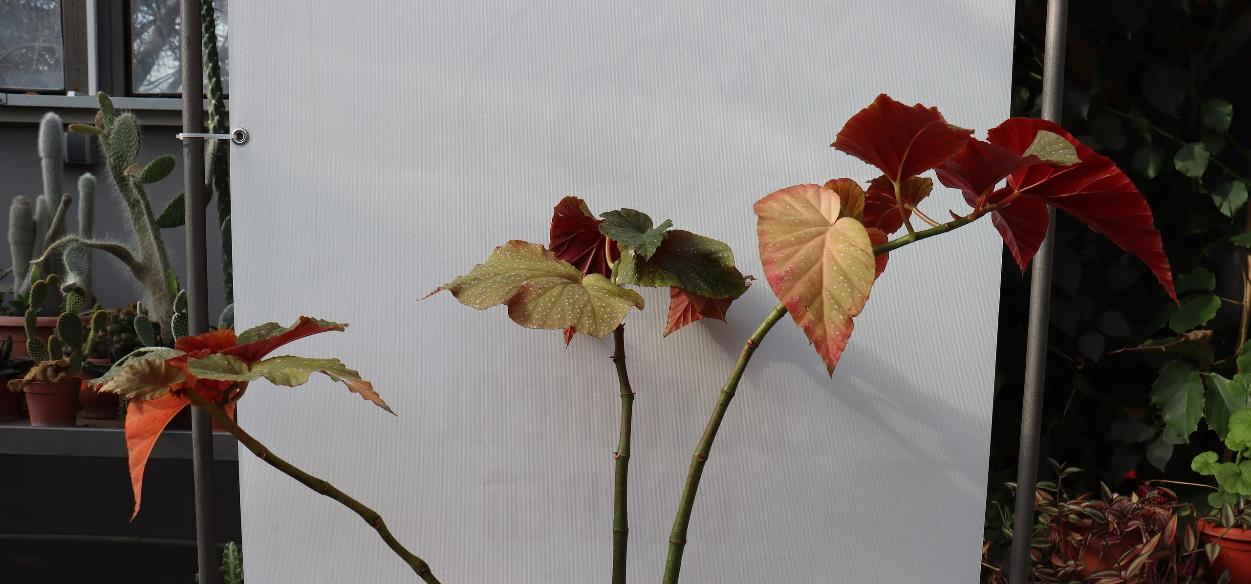 Polka Dot Begonia