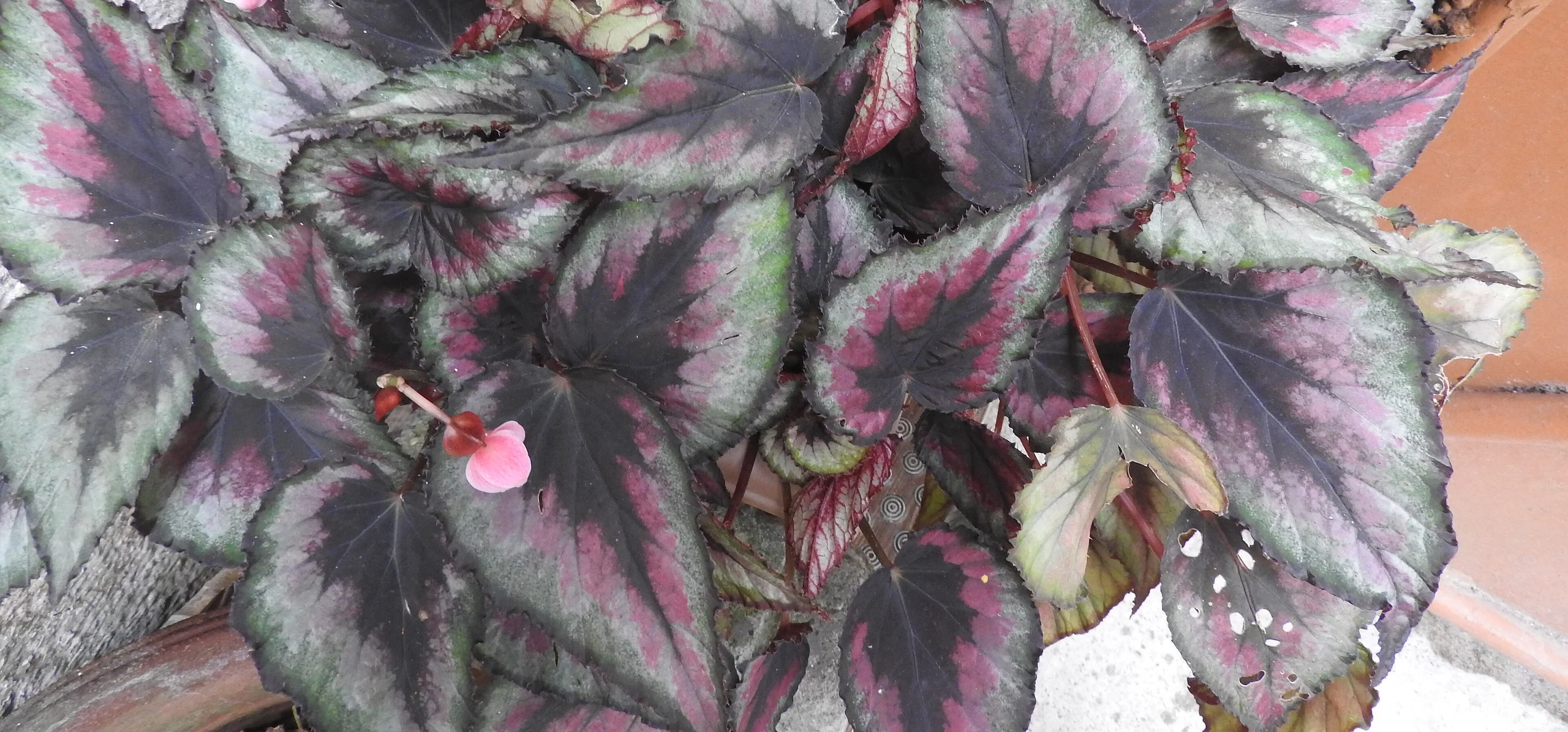 Rex Begonia