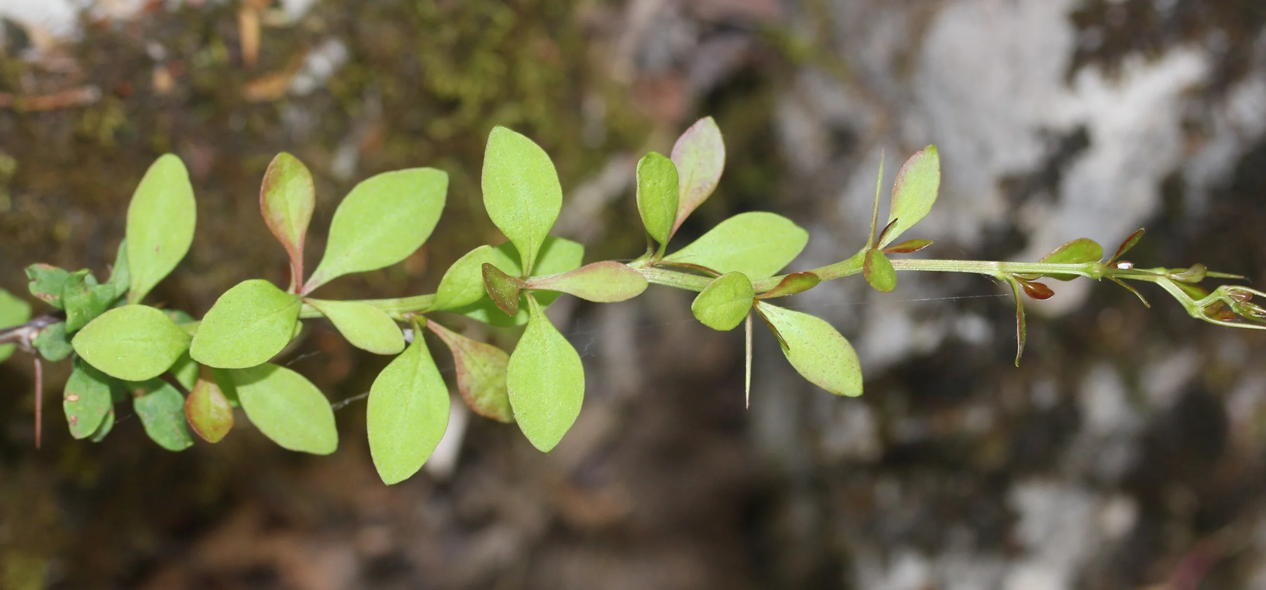 Japanese Barberry