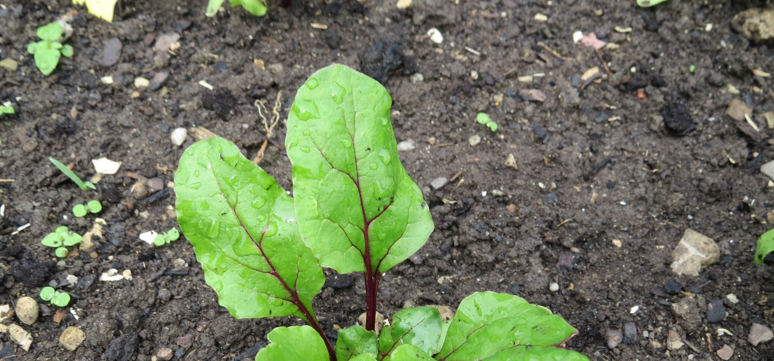 Beetroot